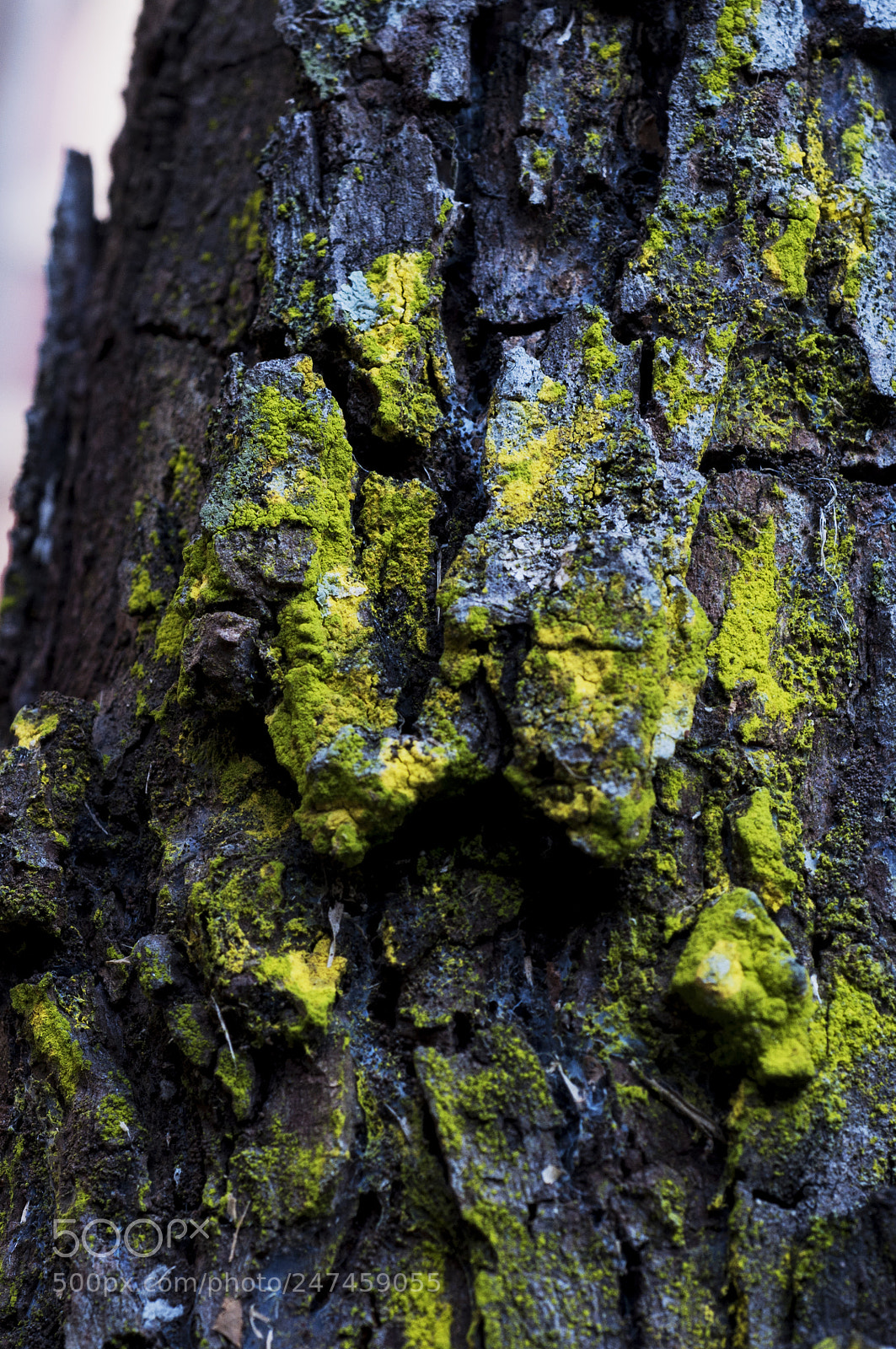 Nikon D90 sample photo. Moss on bark photography