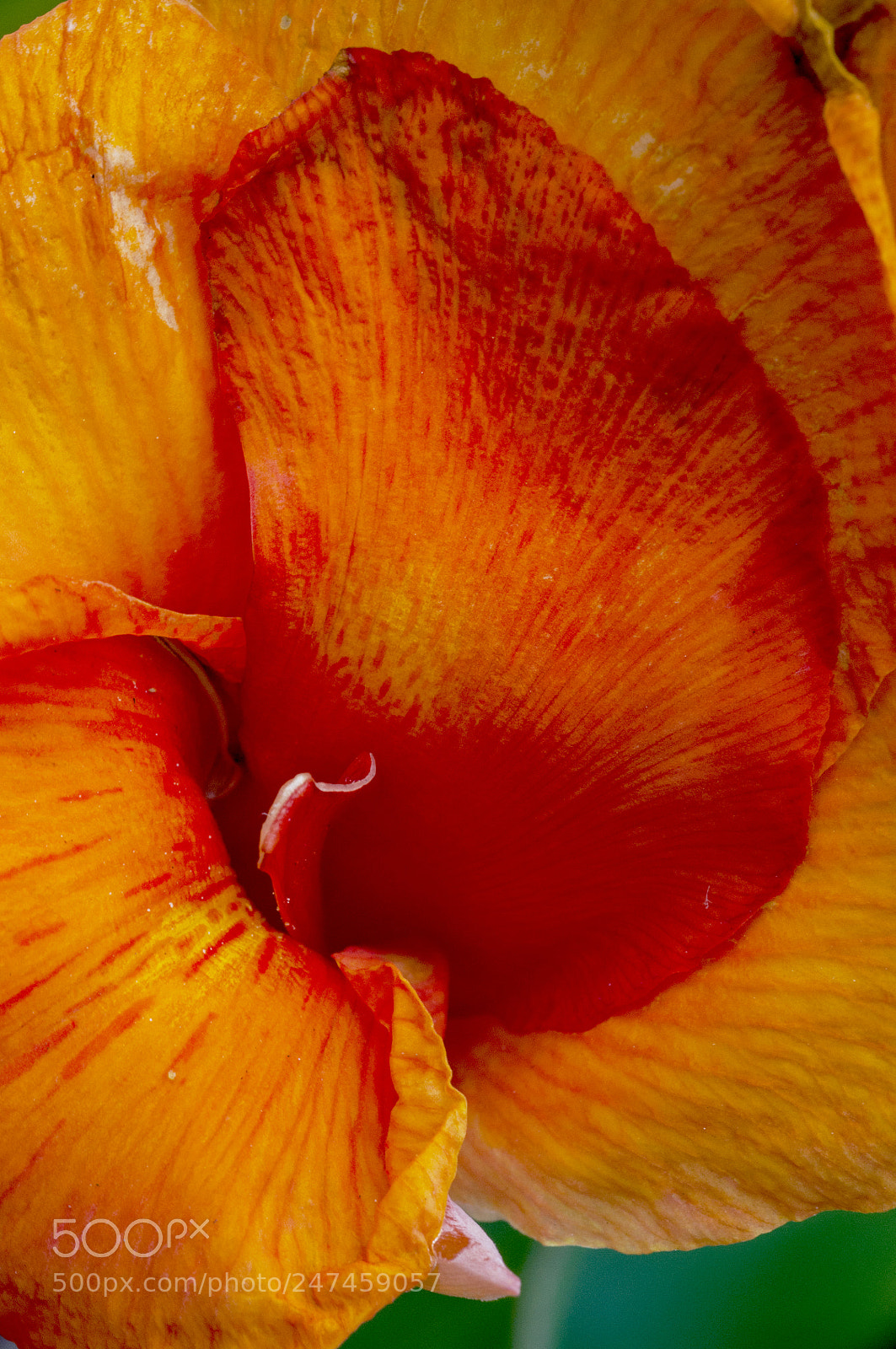 Nikon D90 sample photo. Orange scene photography