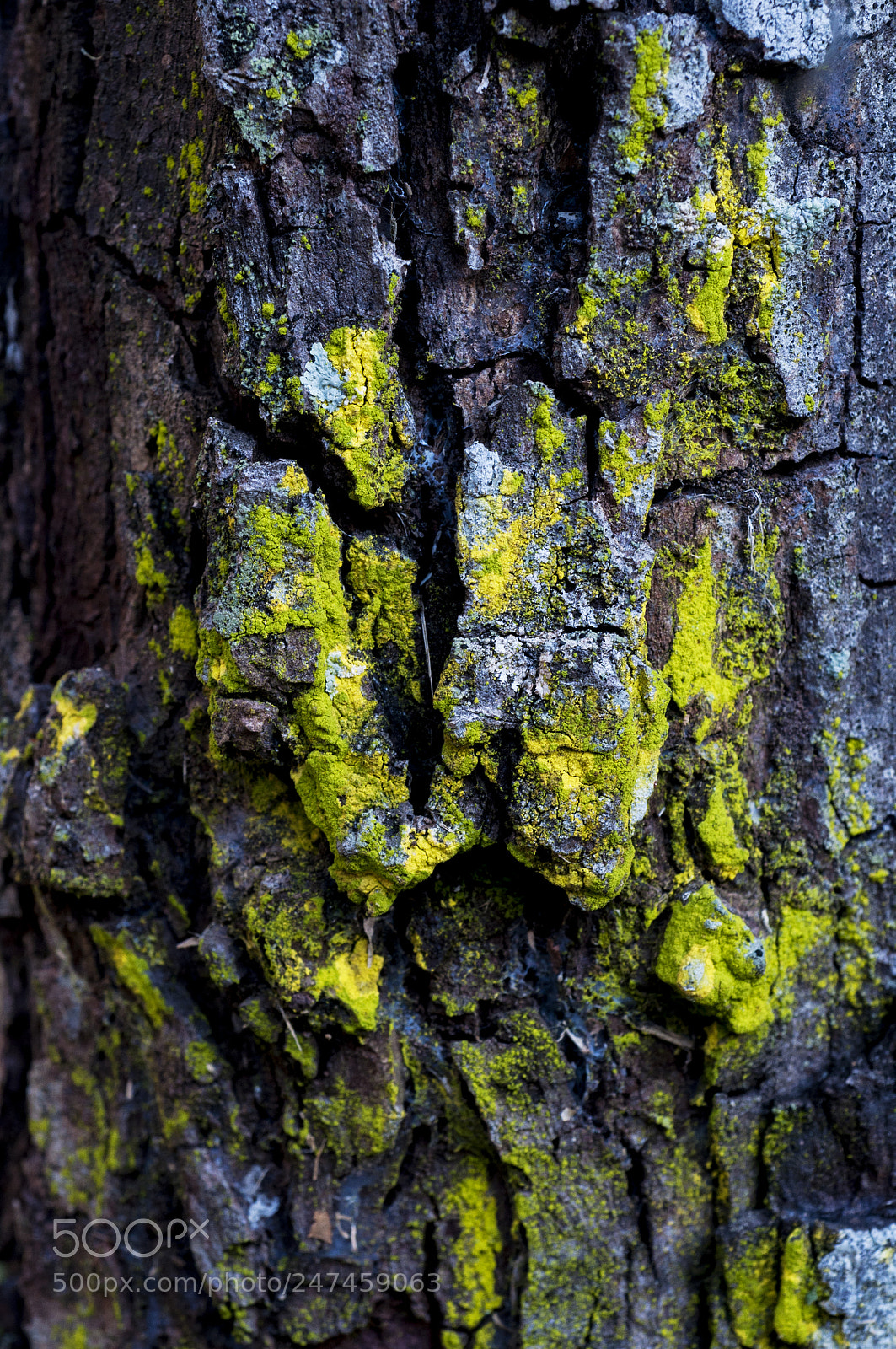 Nikon D90 sample photo. Moss on bark photography