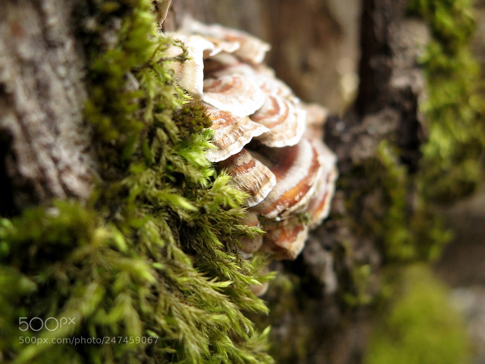 Canon PowerShot S100 sample photo. In the deep forest photography