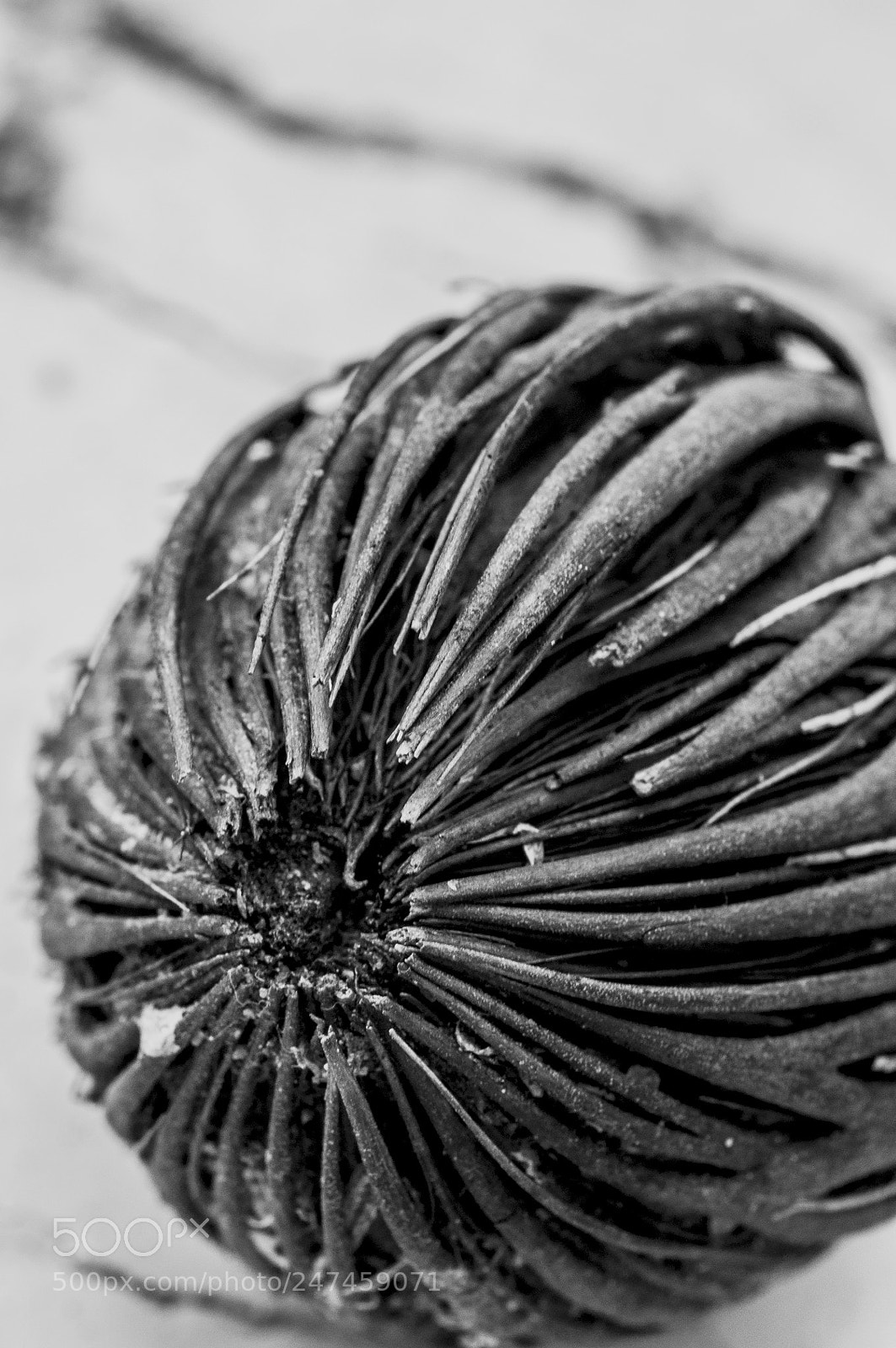 Nikon D90 sample photo. Dried pompom photography