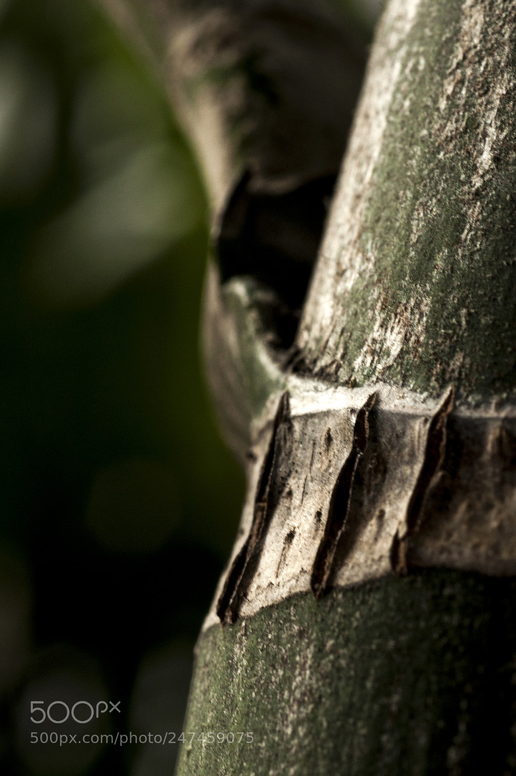 Nikon D90 sample photo. Stem photography