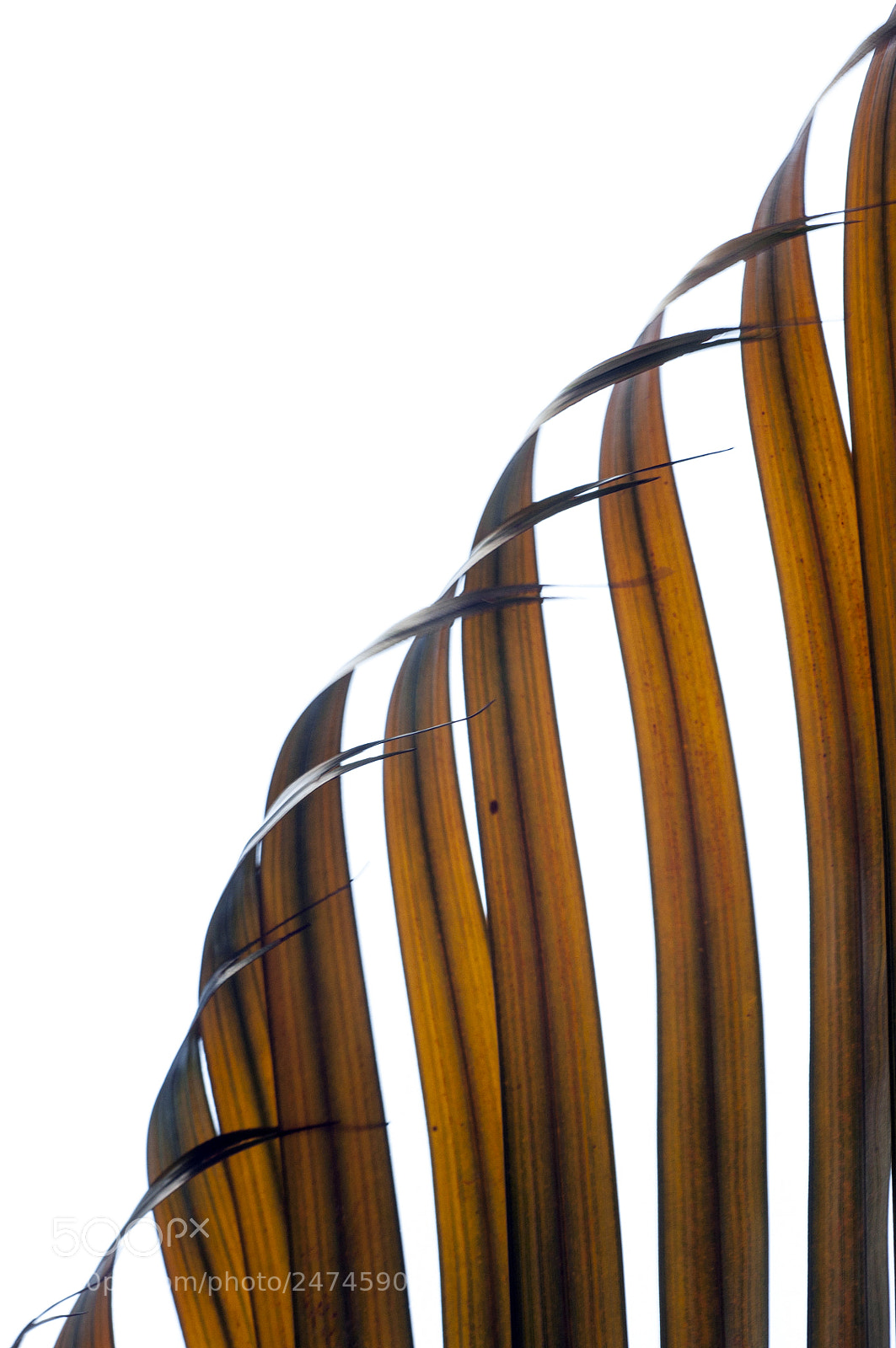 Nikon D90 sample photo. Dried palm leaves photography