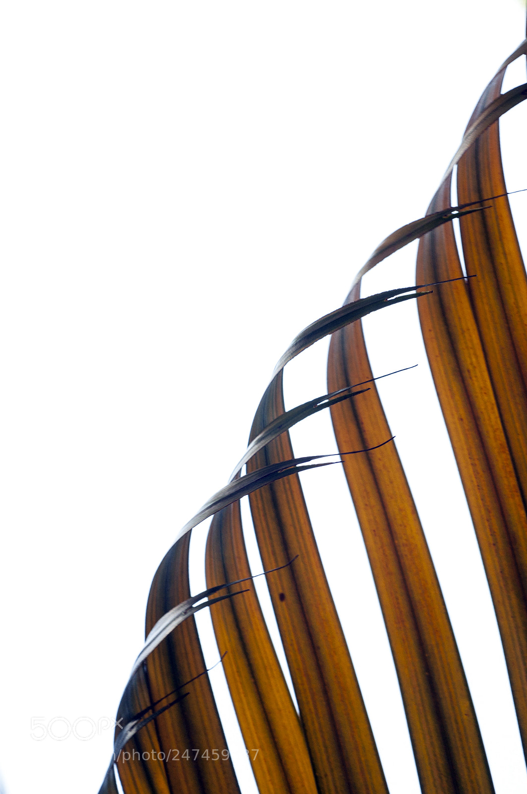 Nikon D90 sample photo. Dried palm leaves photography