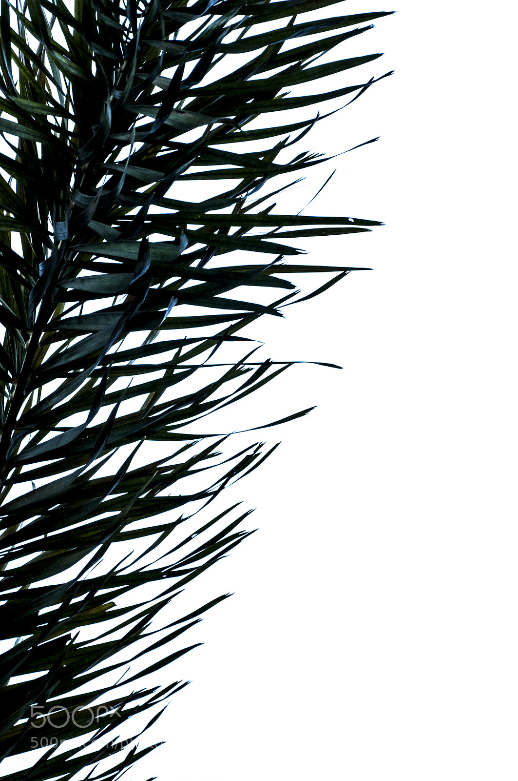 Nikon D90 sample photo. Fresh palm leaves photography