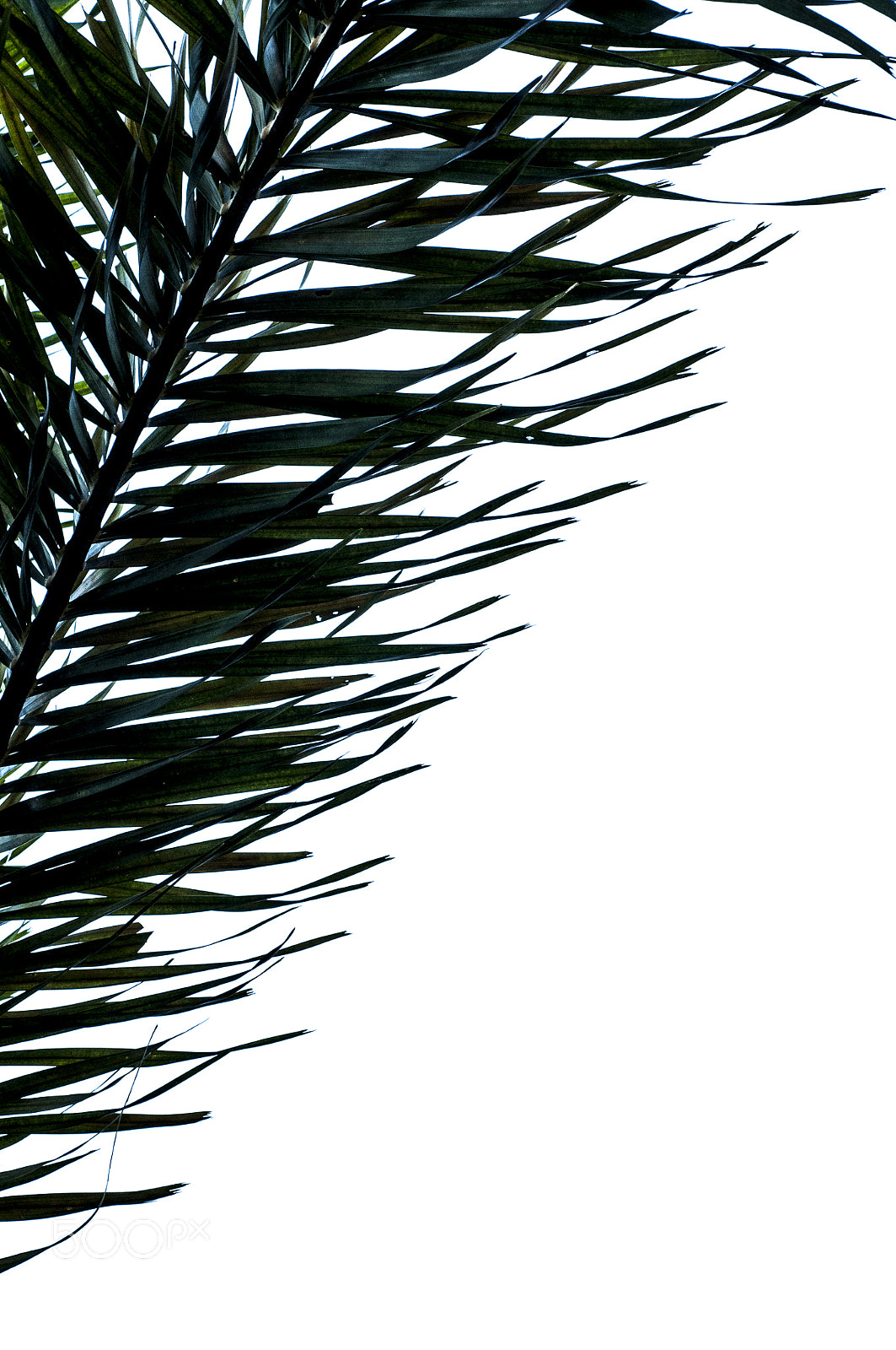 Nikon D90 sample photo. Fresh palm leaves photography