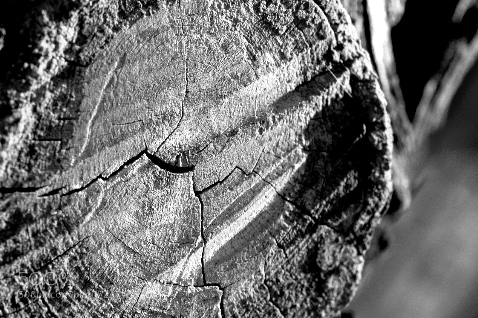 Nikon D90 sample photo. Tree wound photography