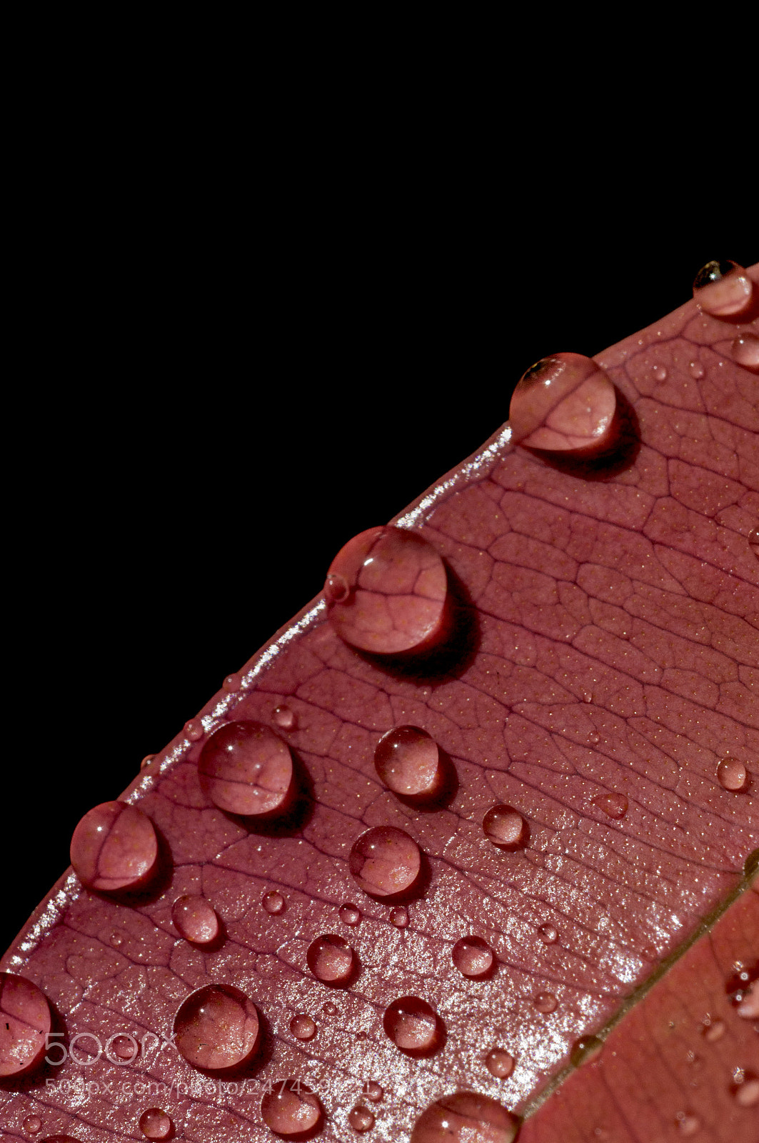 Nikon D90 sample photo. After rain photography
