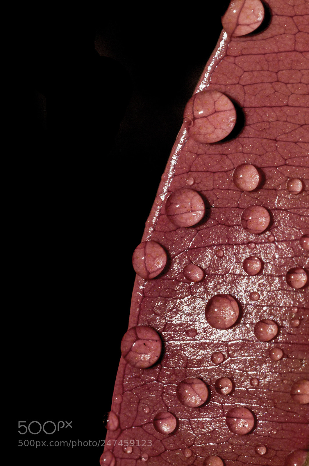 Nikon D90 sample photo. After rain photography