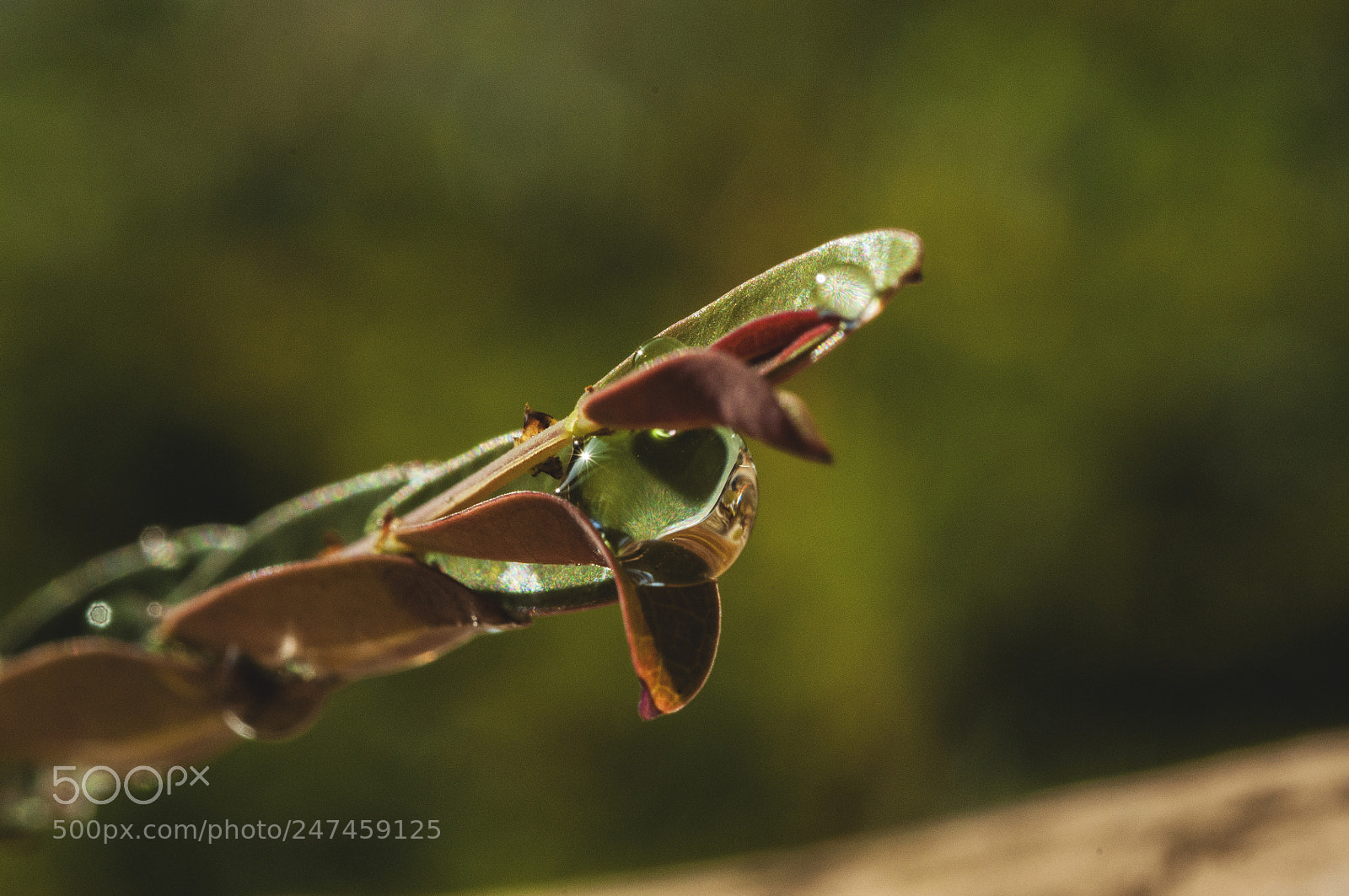 Nikon D90 sample photo. Morning dew photography