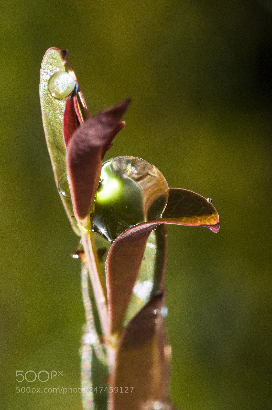 Nikon D90 sample photo. Morning dew photography