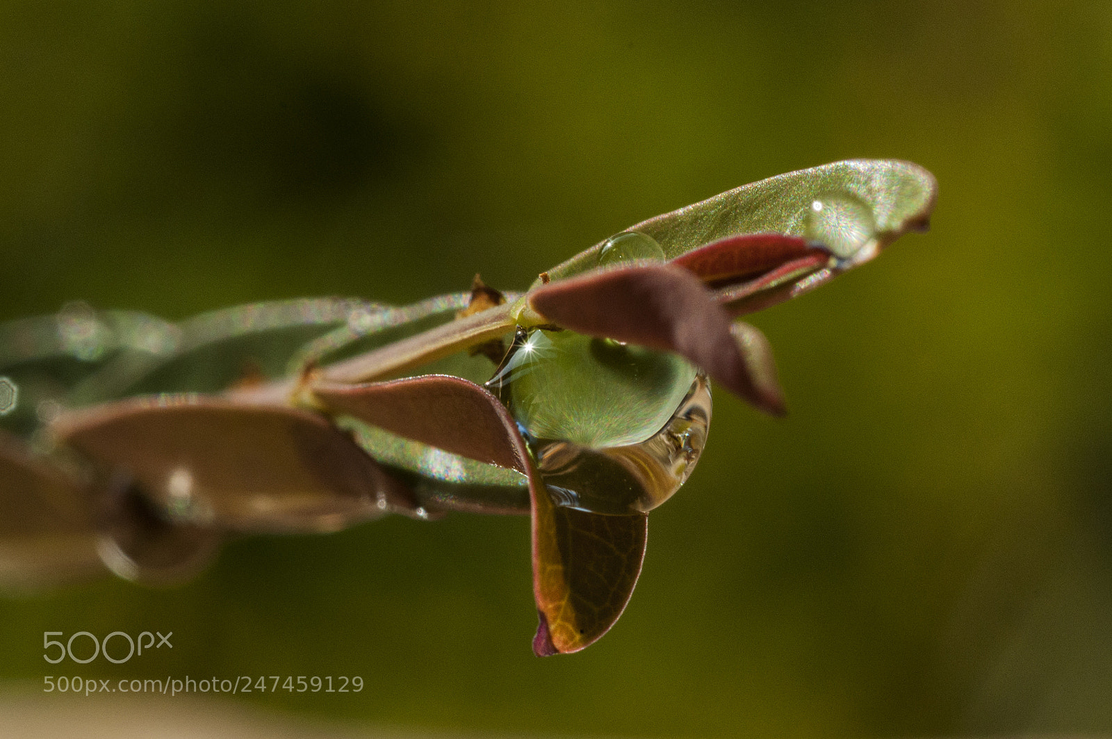 Nikon D90 sample photo. Morning dew photography