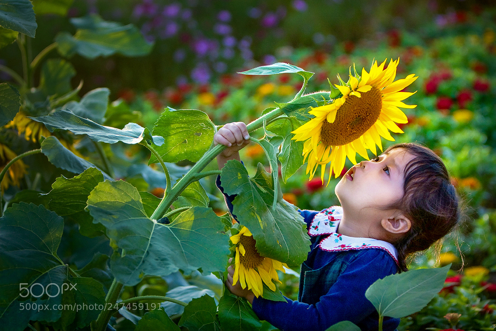 Canon EOS 30D sample photo. Sunflower and child photography