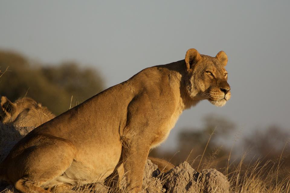 Surveillance from a termite mound