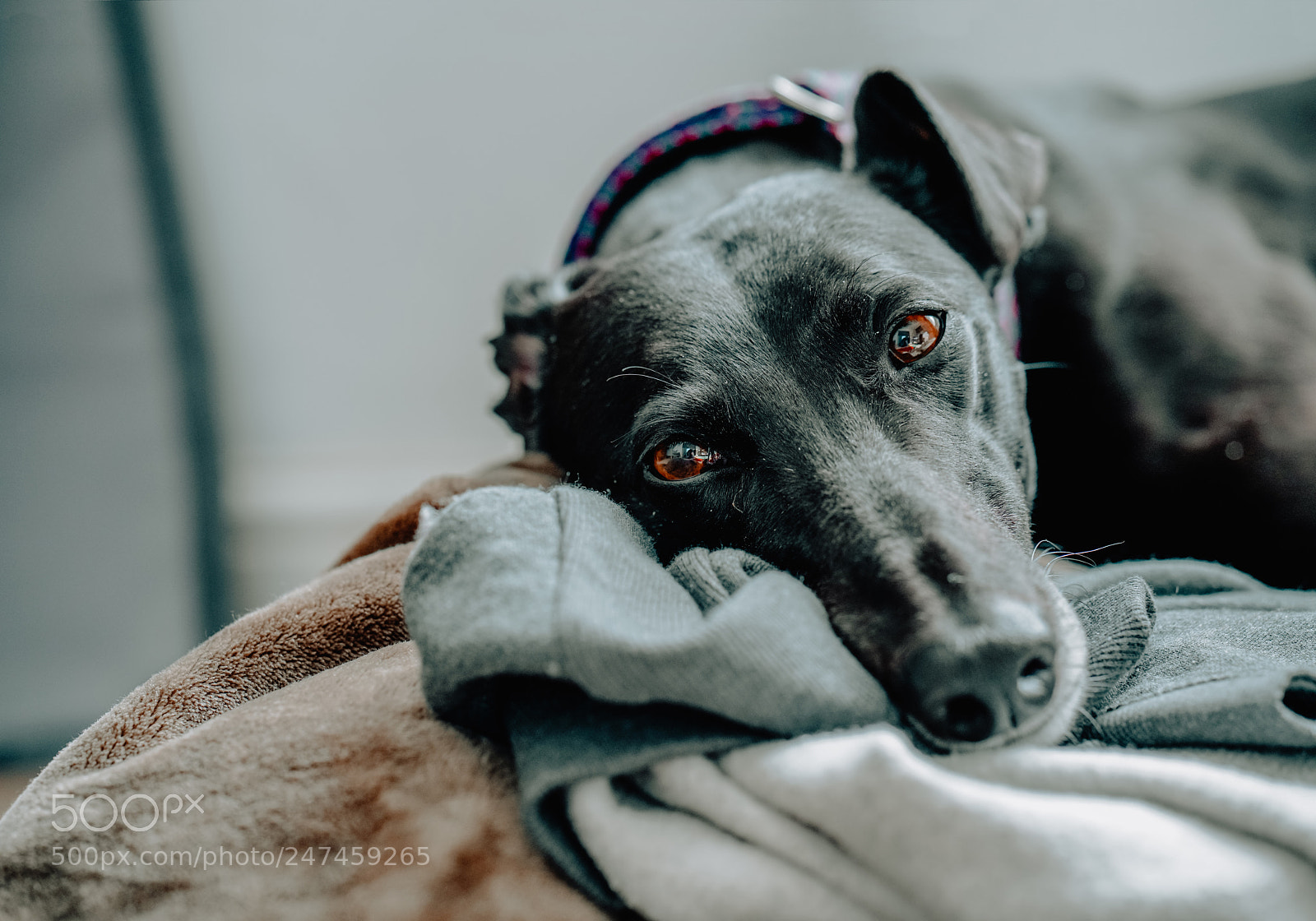 Sony a7R II sample photo. Sleepy photography