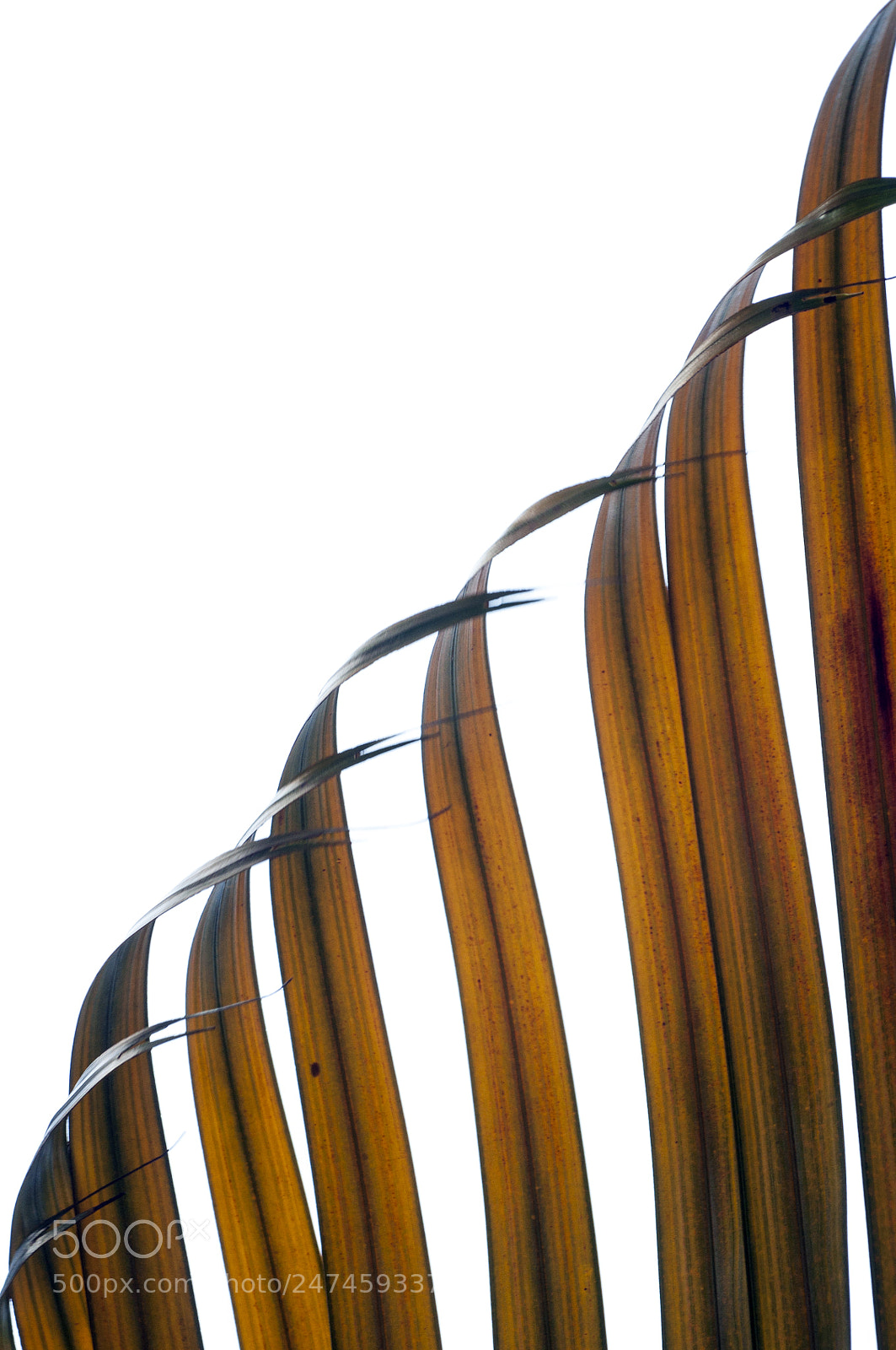 Nikon D90 sample photo. Dried palm leaves photography