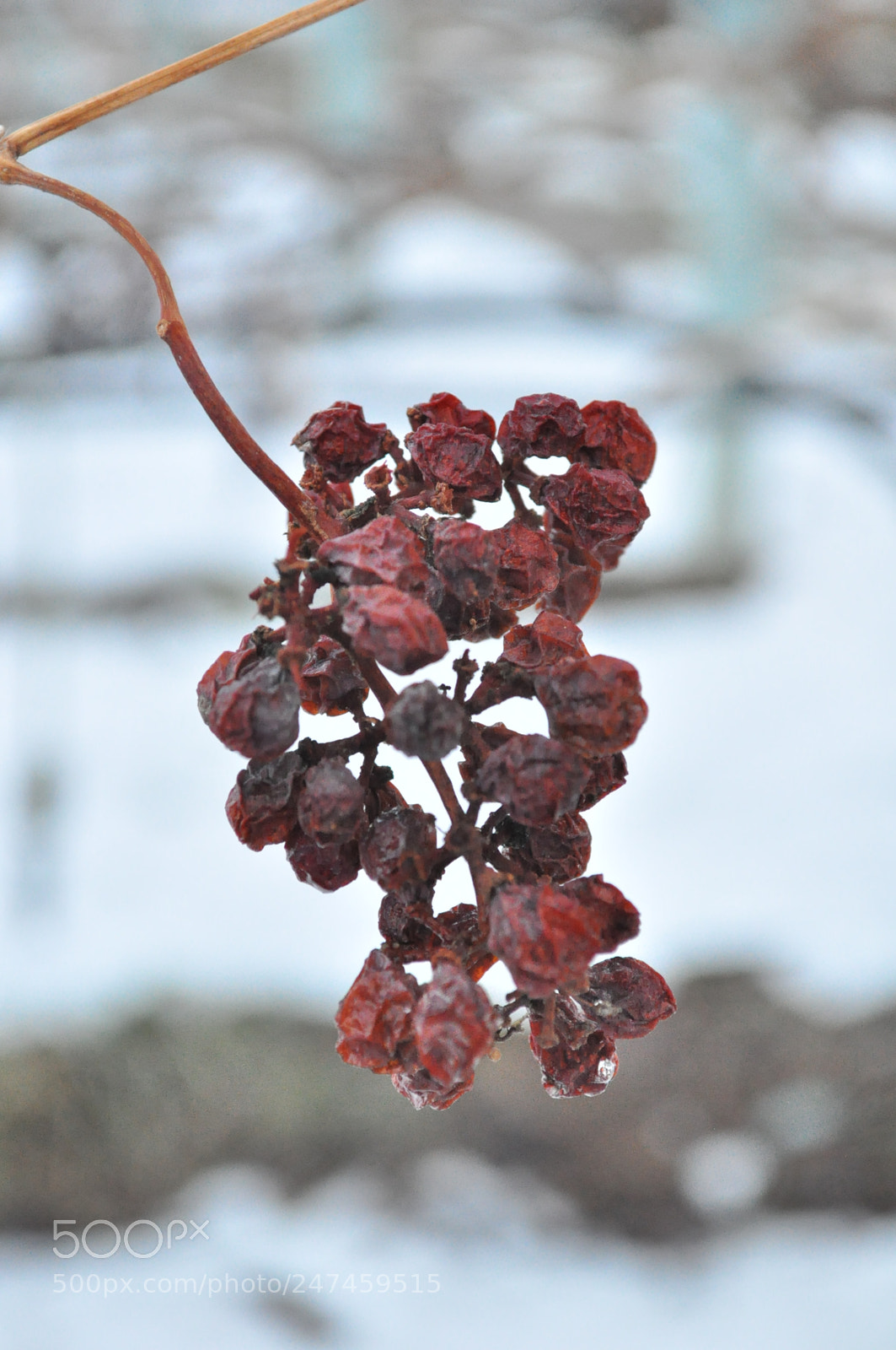 Nikon D5000 sample photo. Untitled photography