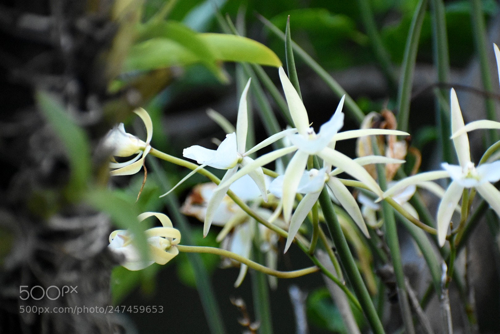 Nikon D3400 sample photo. Orquídea. photography