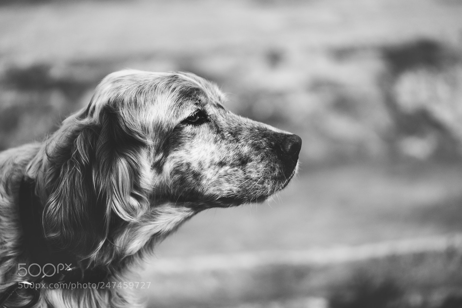 Fujifilm X-T20 sample photo. The dog photography