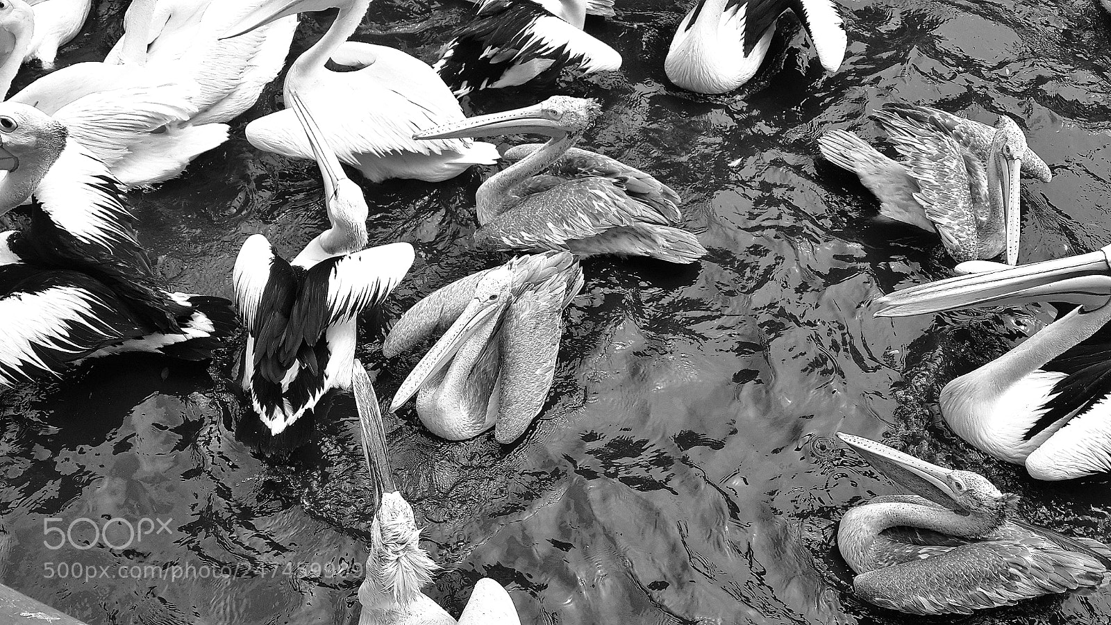 Samsung Galaxy S4 sample photo. Swans galore photography
