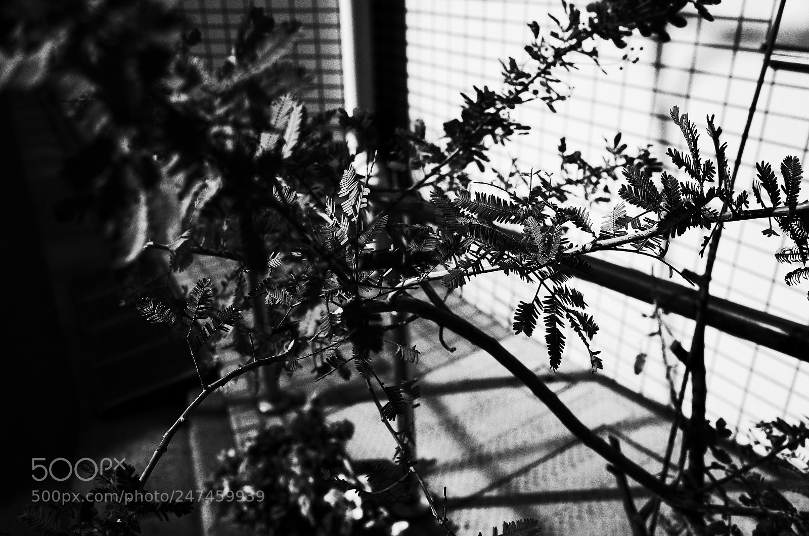 Ricoh GR II sample photo. Plant photography