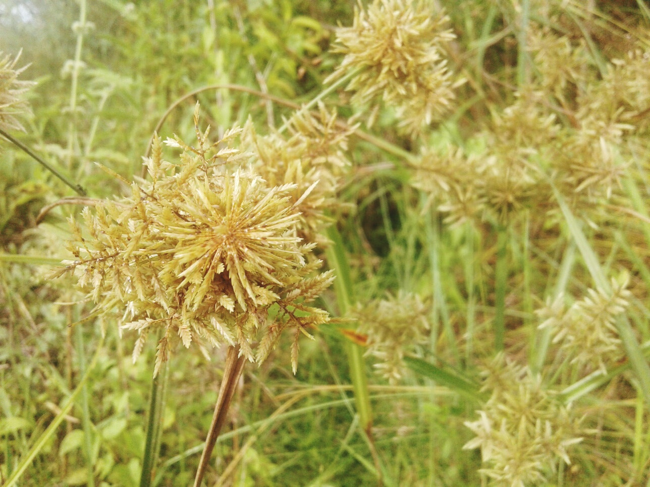Samsung Galaxy J1 Ace sample photo. Star! photography