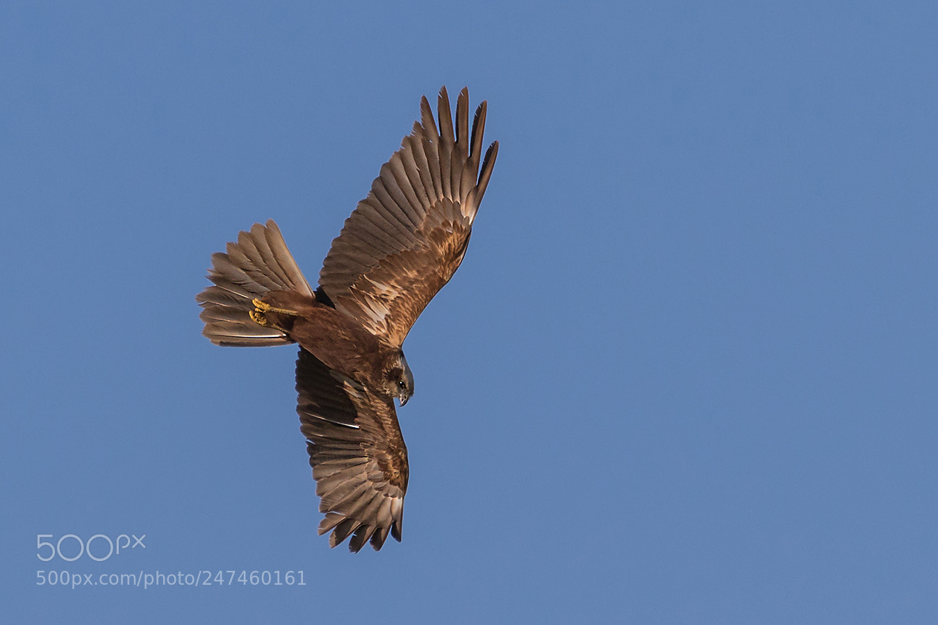Canon EOS 7D Mark II sample photo. Im sturzflug... photography