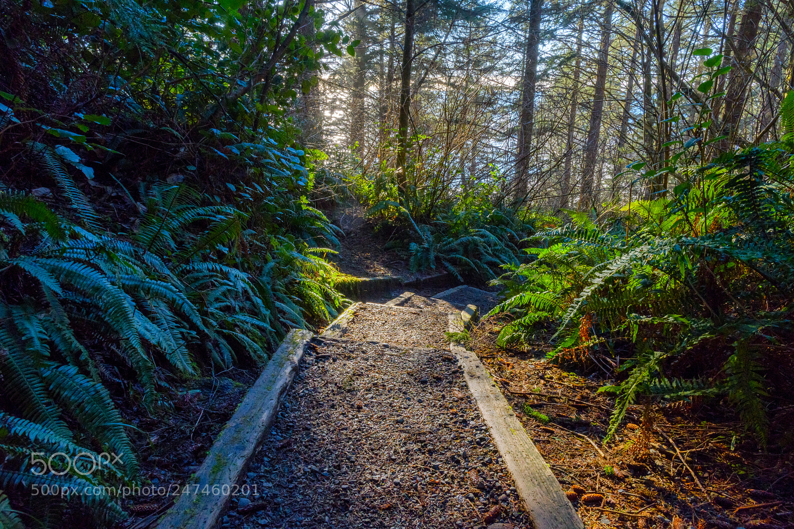 Nikon D500 sample photo. To the pacific photography