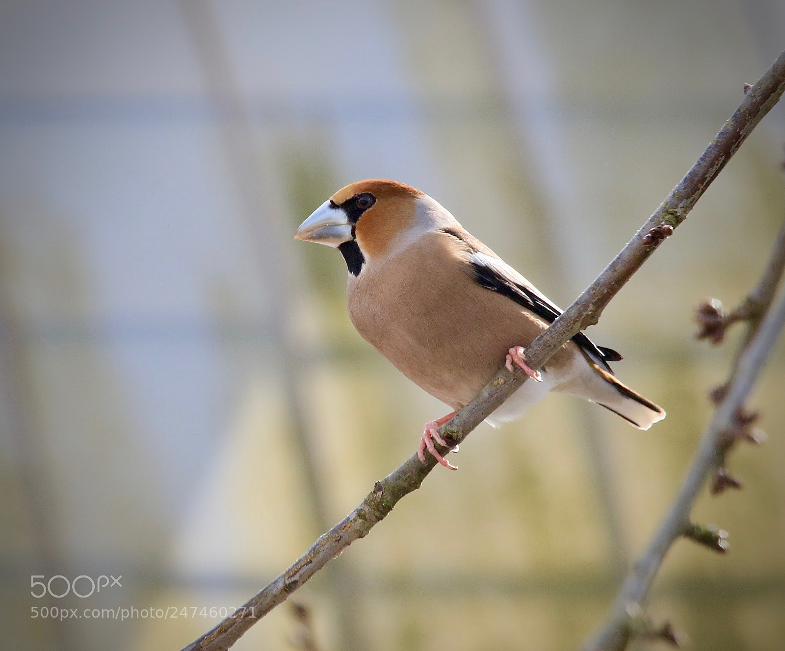 Canon EOS 7D Mark II sample photo. Kernbeisser/hawfinch photography