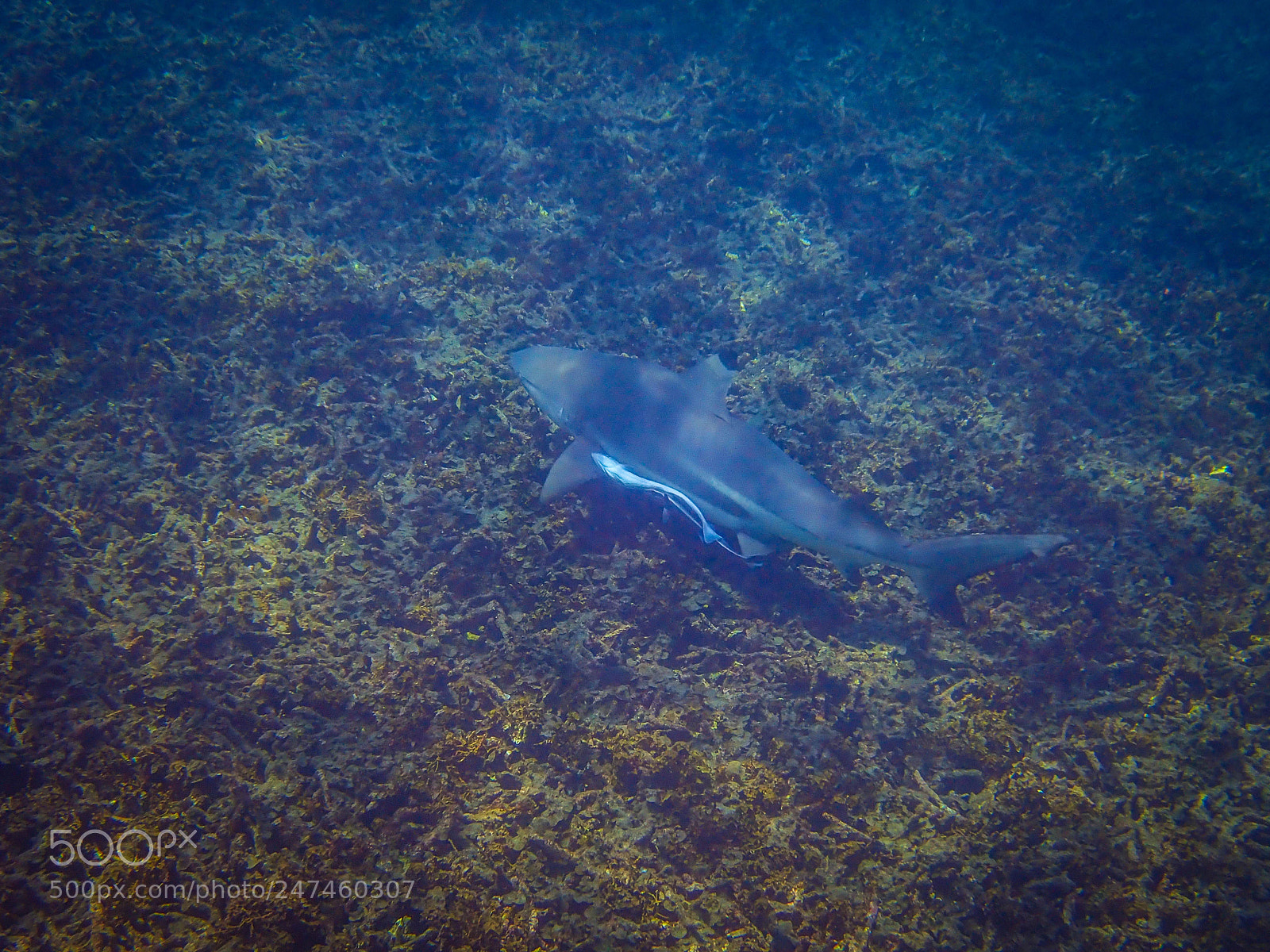 Olympus TG-5 sample photo. Chillin' shark photography