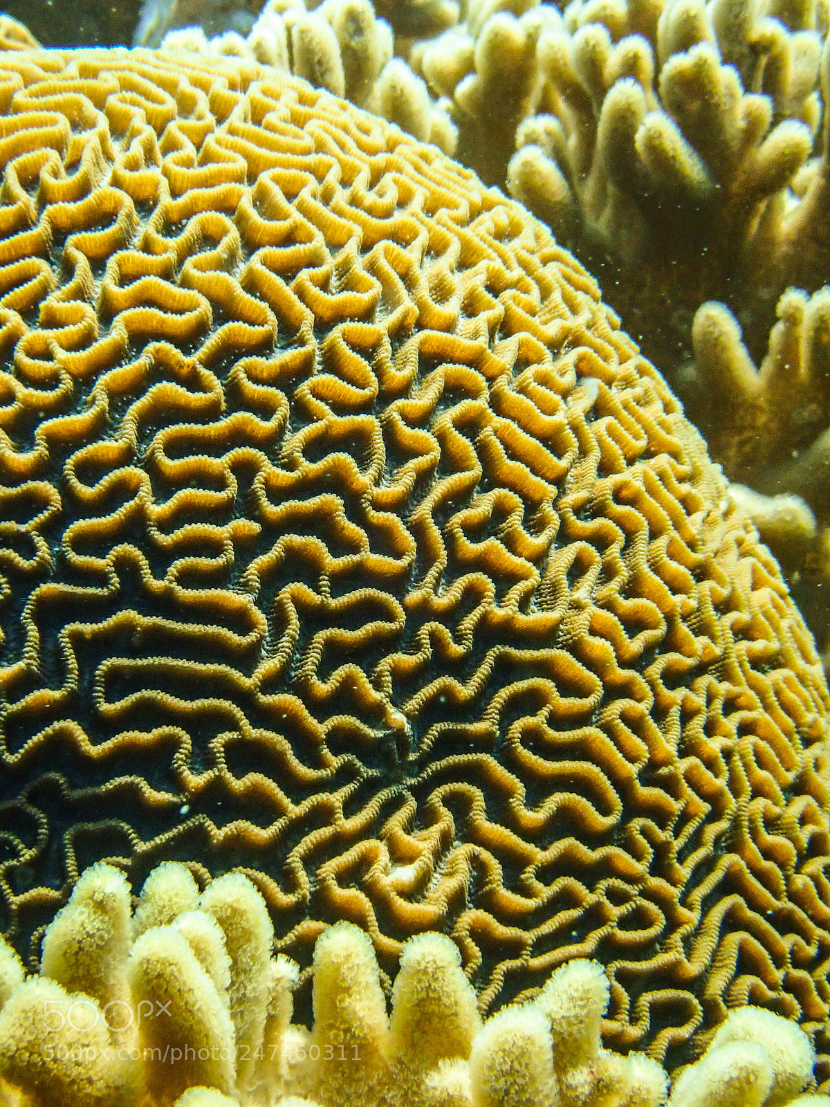 Olympus TG-5 sample photo. Platygyra coral photography