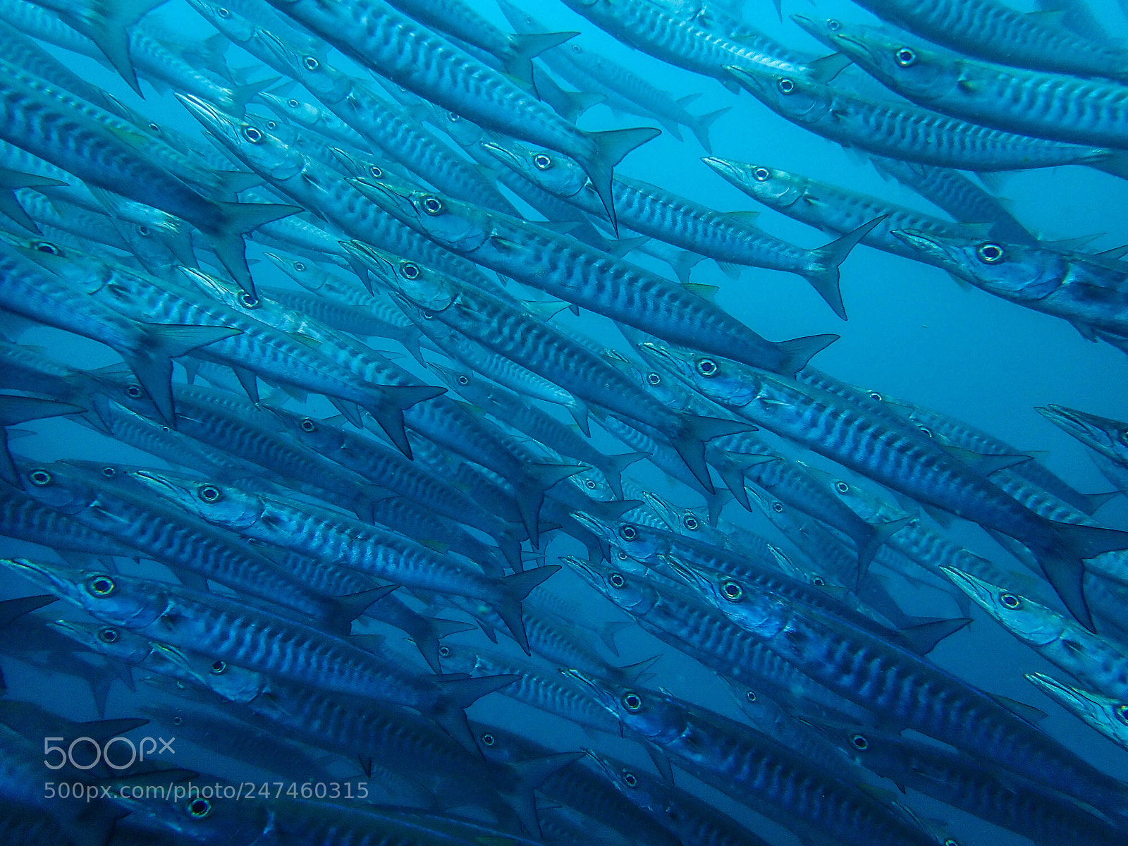Olympus TG-5 sample photo. School of barracuda photography