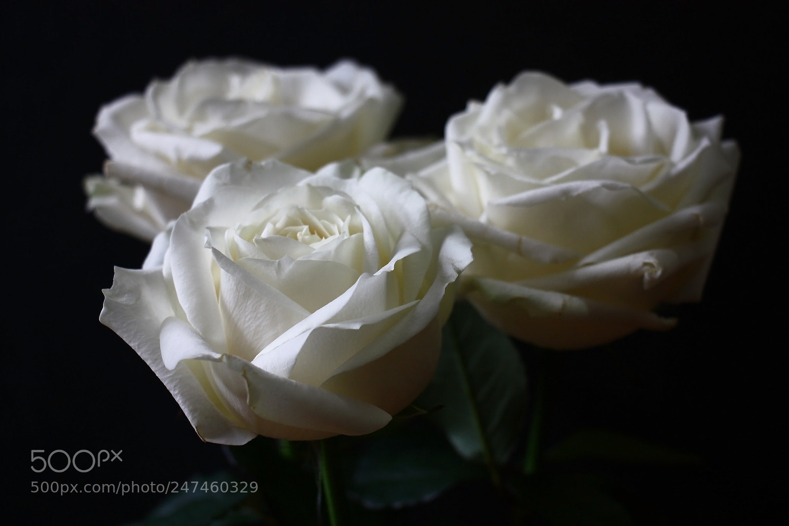 Canon EOS 450D (EOS Rebel XSi / EOS Kiss X2) sample photo. White roses on the photography