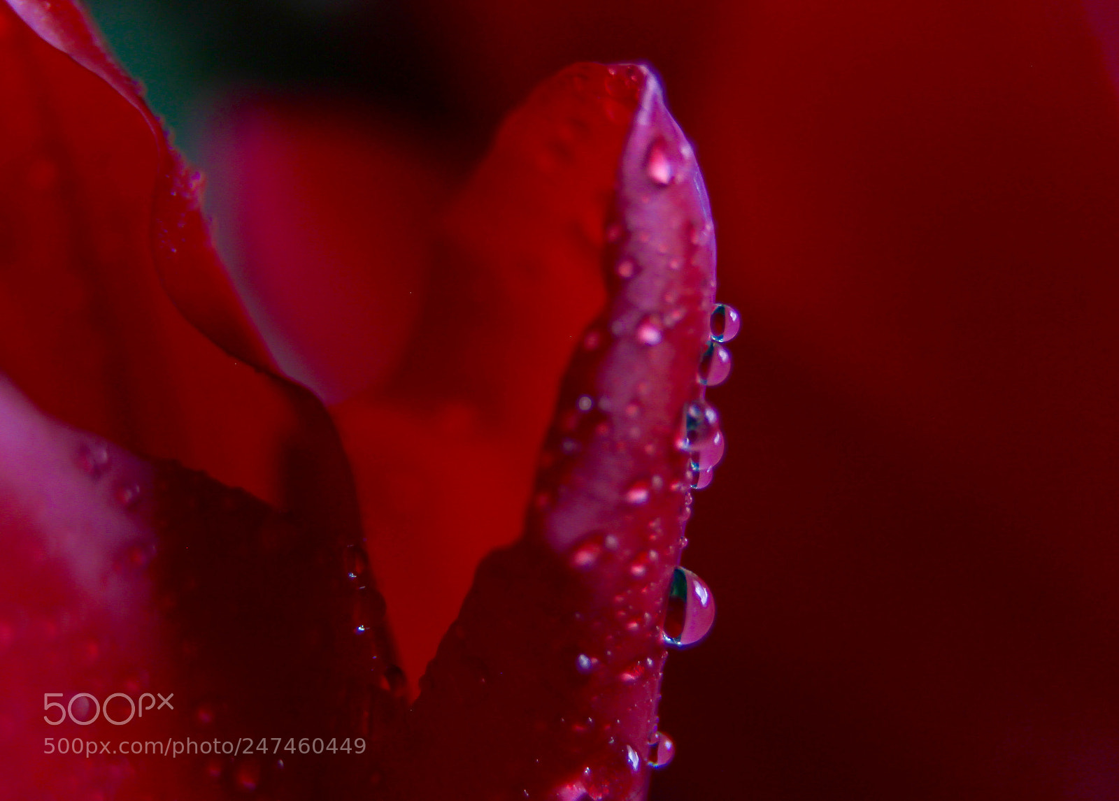 Canon EOS 600D (Rebel EOS T3i / EOS Kiss X5) sample photo. Drops on tulips photography