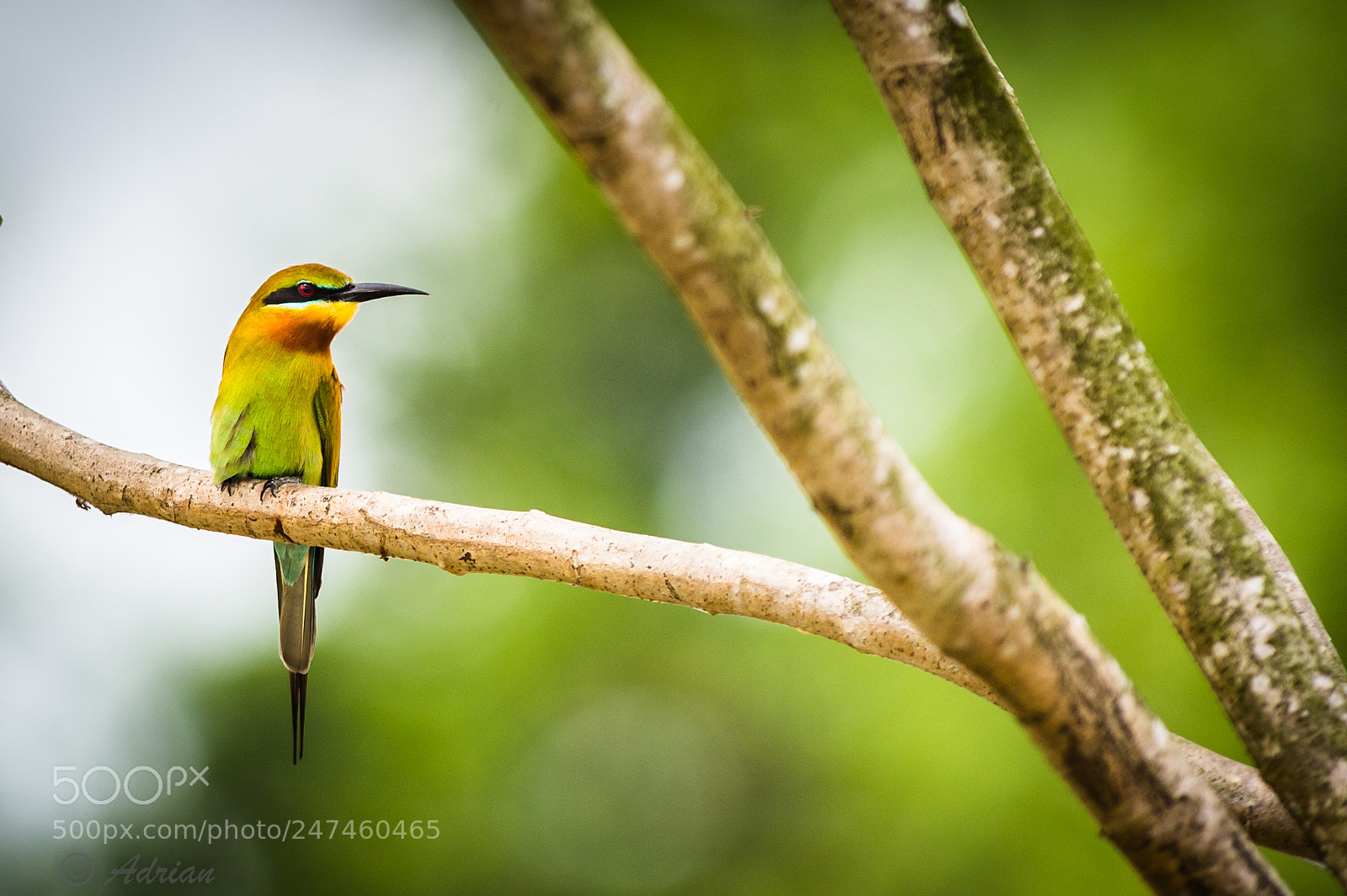 Nikon D4S sample photo. Blue tailed bee eater photography