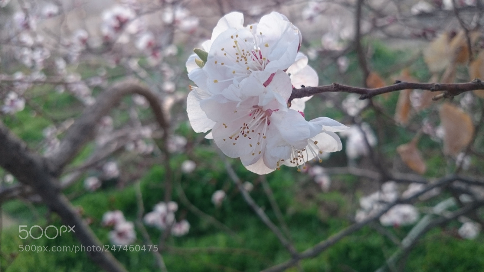 Sony Xperia Z2 sample photo. #apricot photography