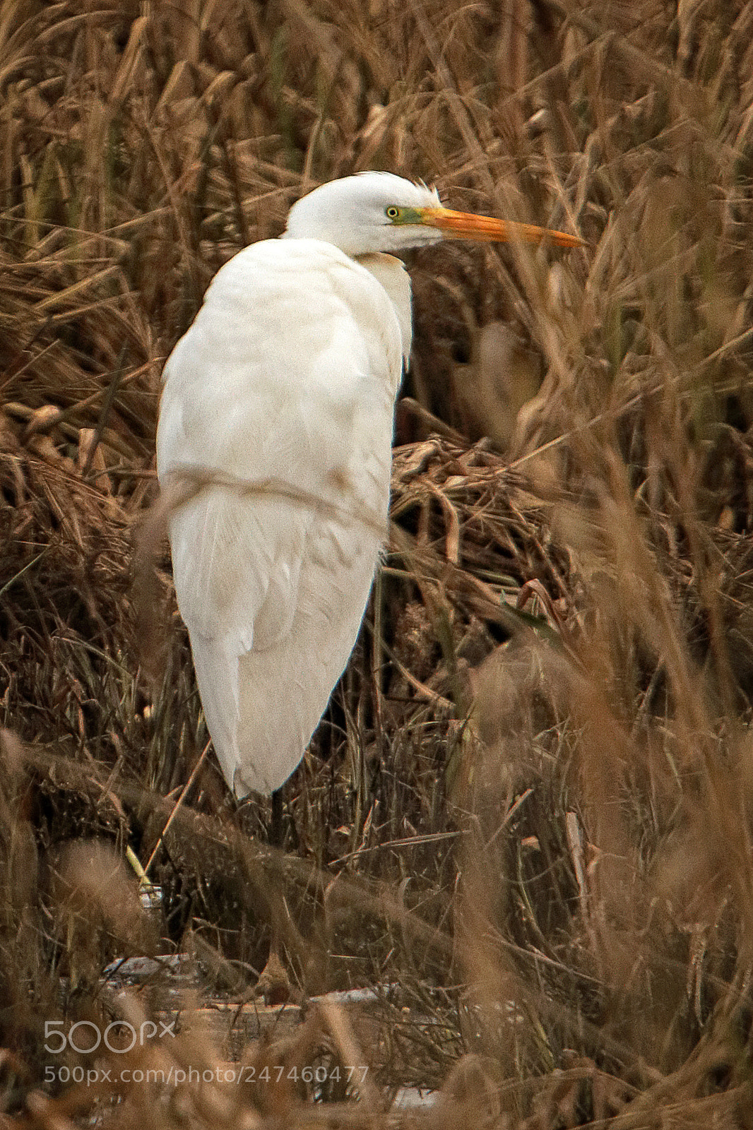 Canon EOS 80D sample photo. Great egret photography