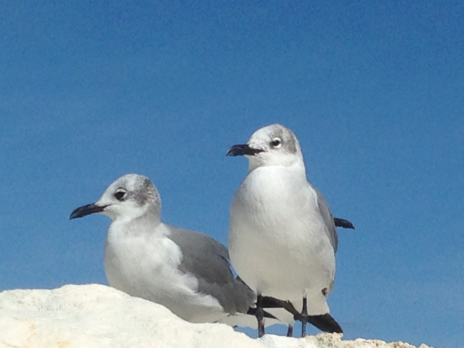 Apple iPhone 5 sample photo. Two seagulls 2 photography