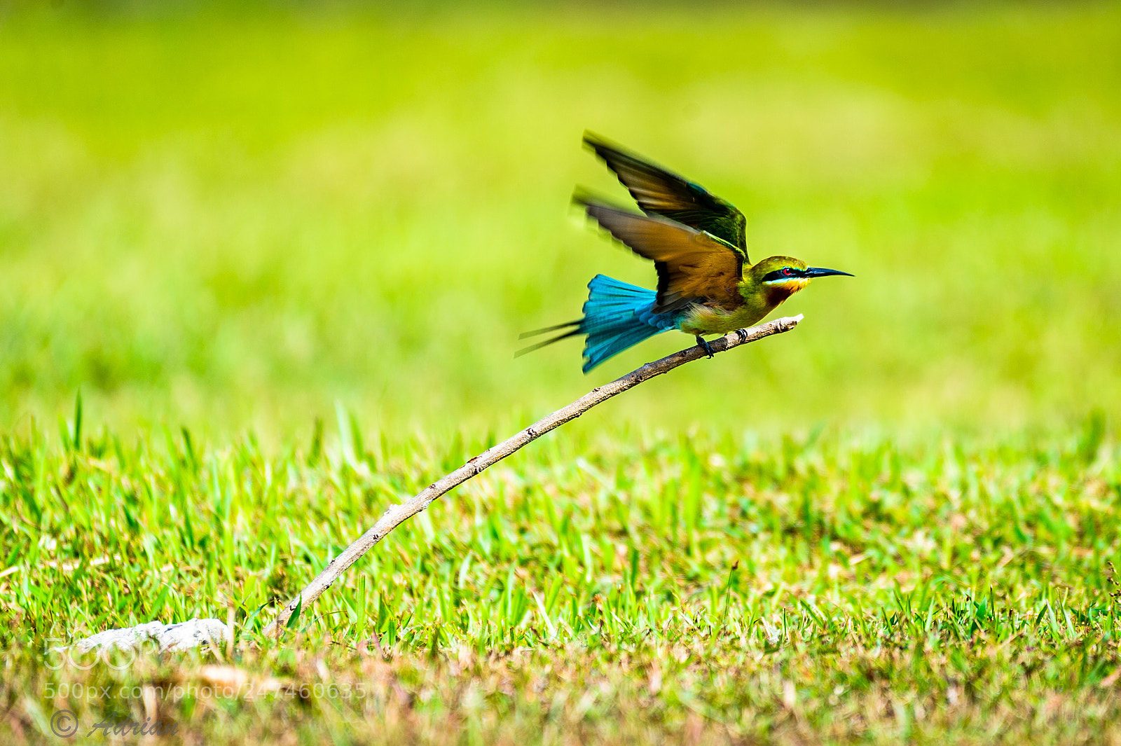Nikon D4S sample photo. Blue tailed bee eater photography