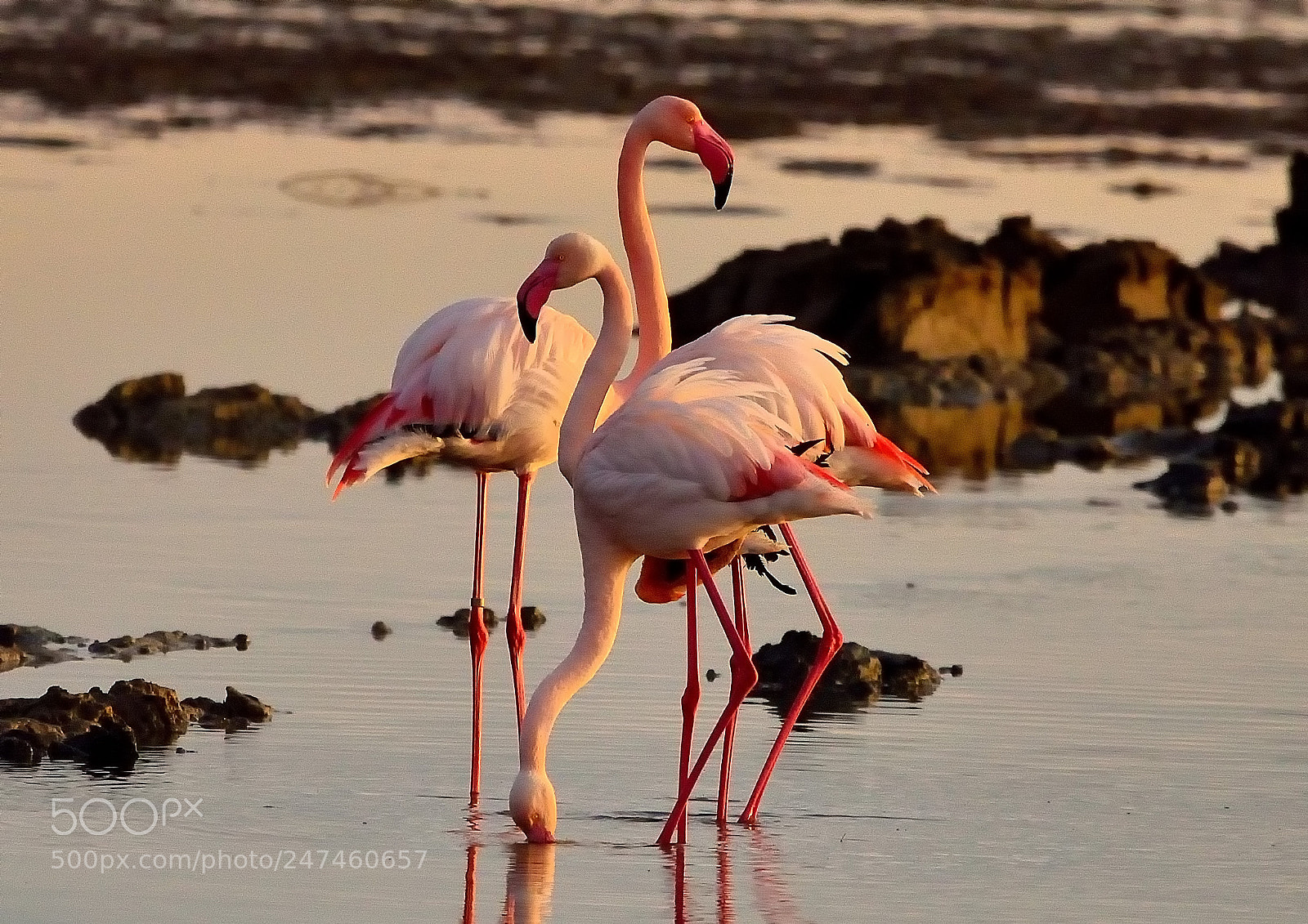 Nikon D5100 sample photo. #flamencos photography