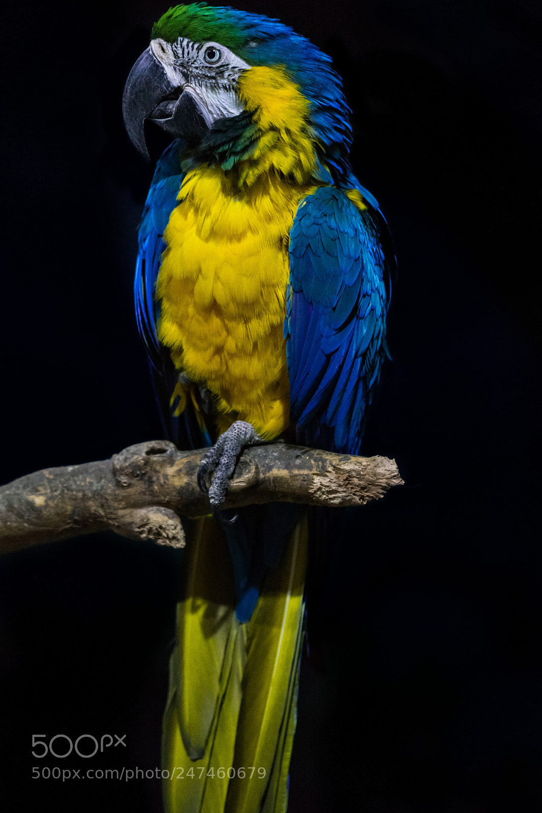 Sony a7 II sample photo. Bird photography