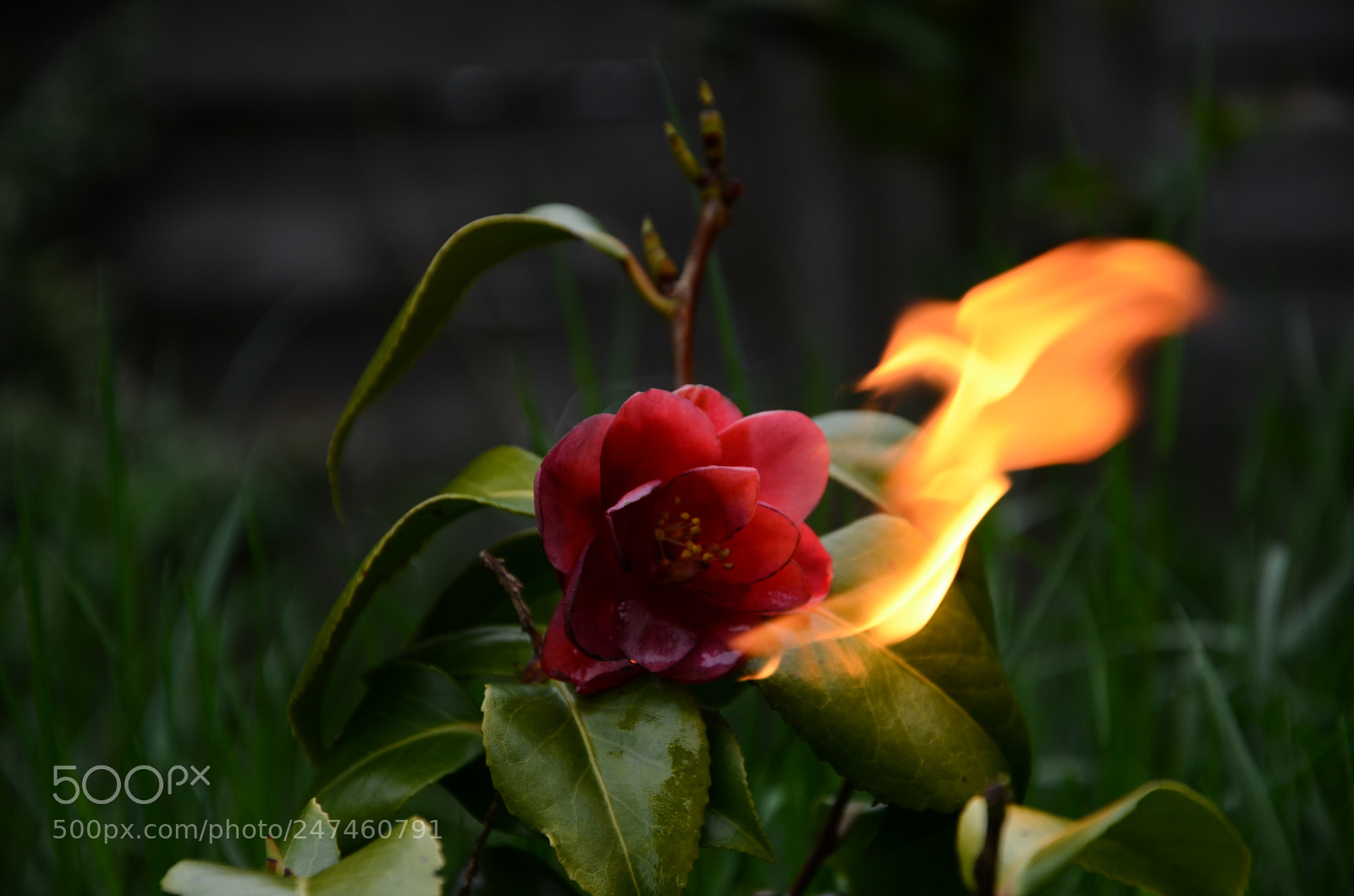 Nikon D5100 sample photo. Brighter photography