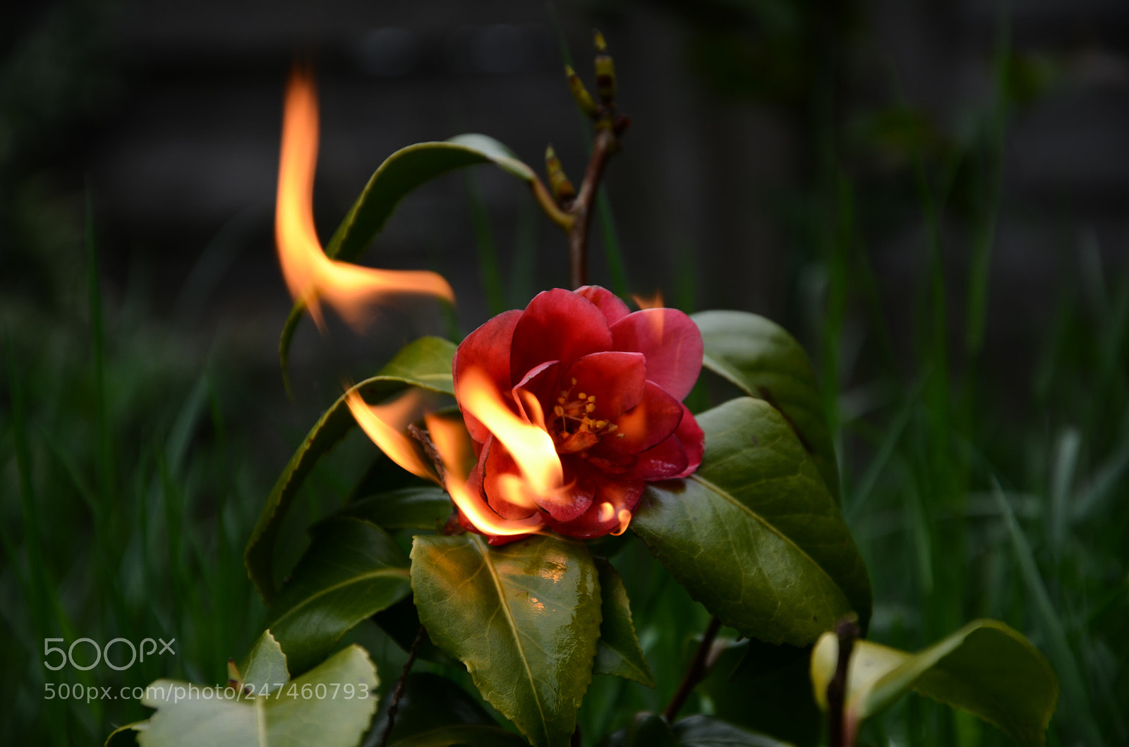 Nikon D5100 sample photo. Burn photography