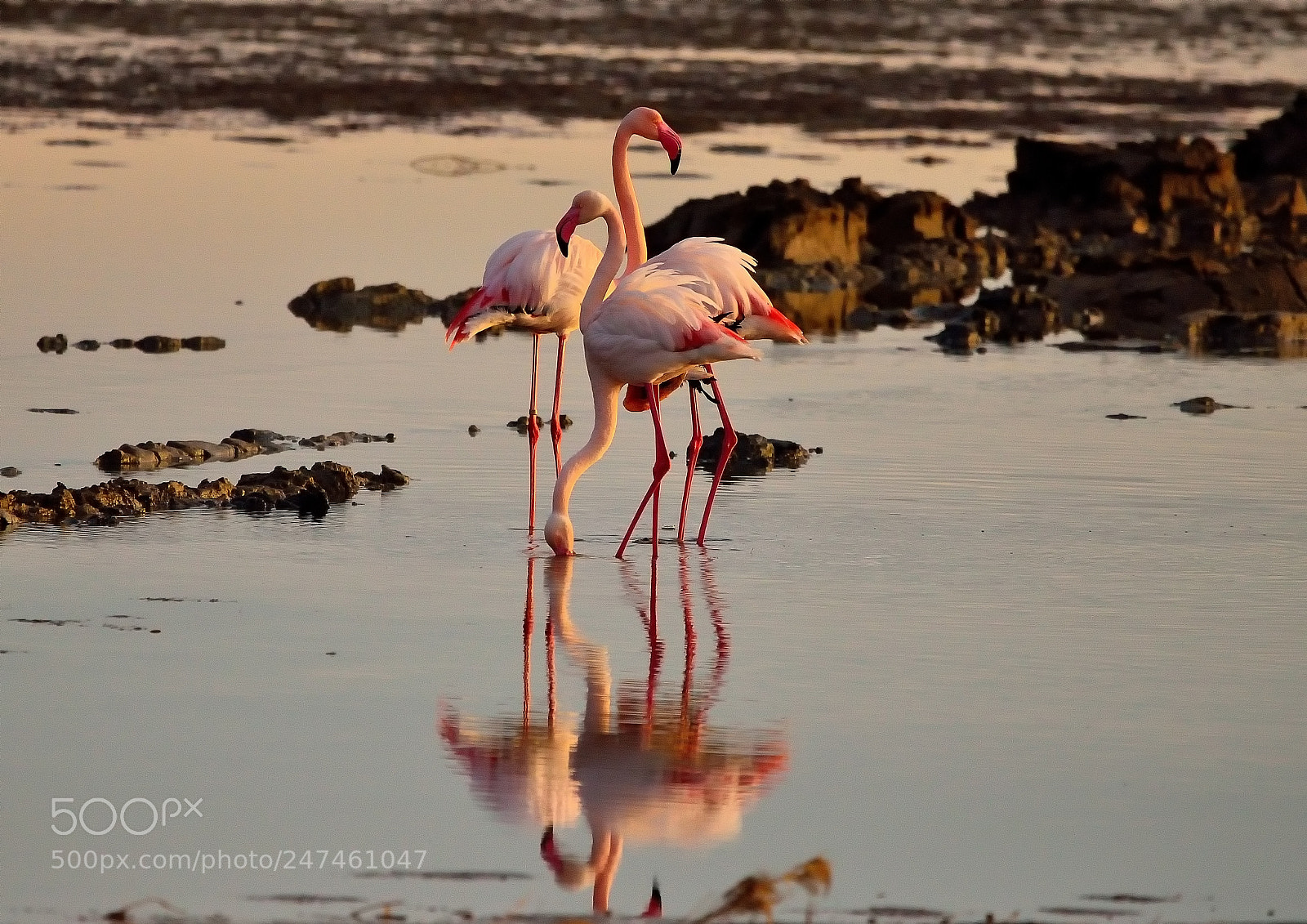 Nikon D5100 sample photo. #flamencos_al_amanecer photography