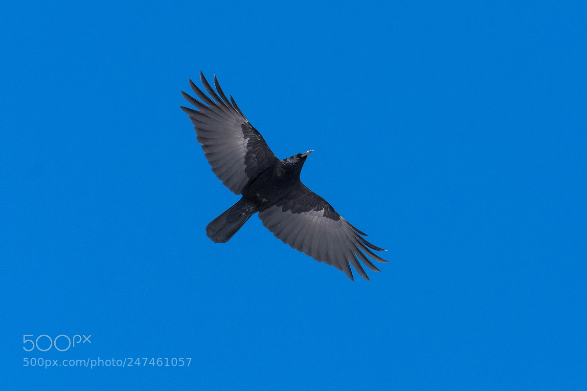 Nikon D7200 sample photo. Crow photography