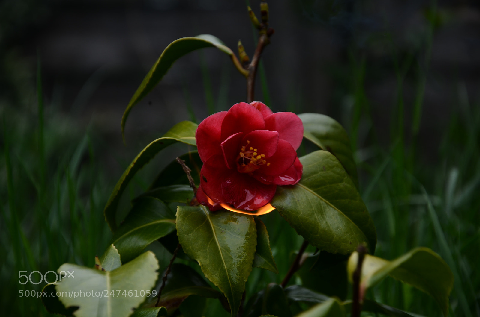 Nikon D5100 sample photo. Let photography