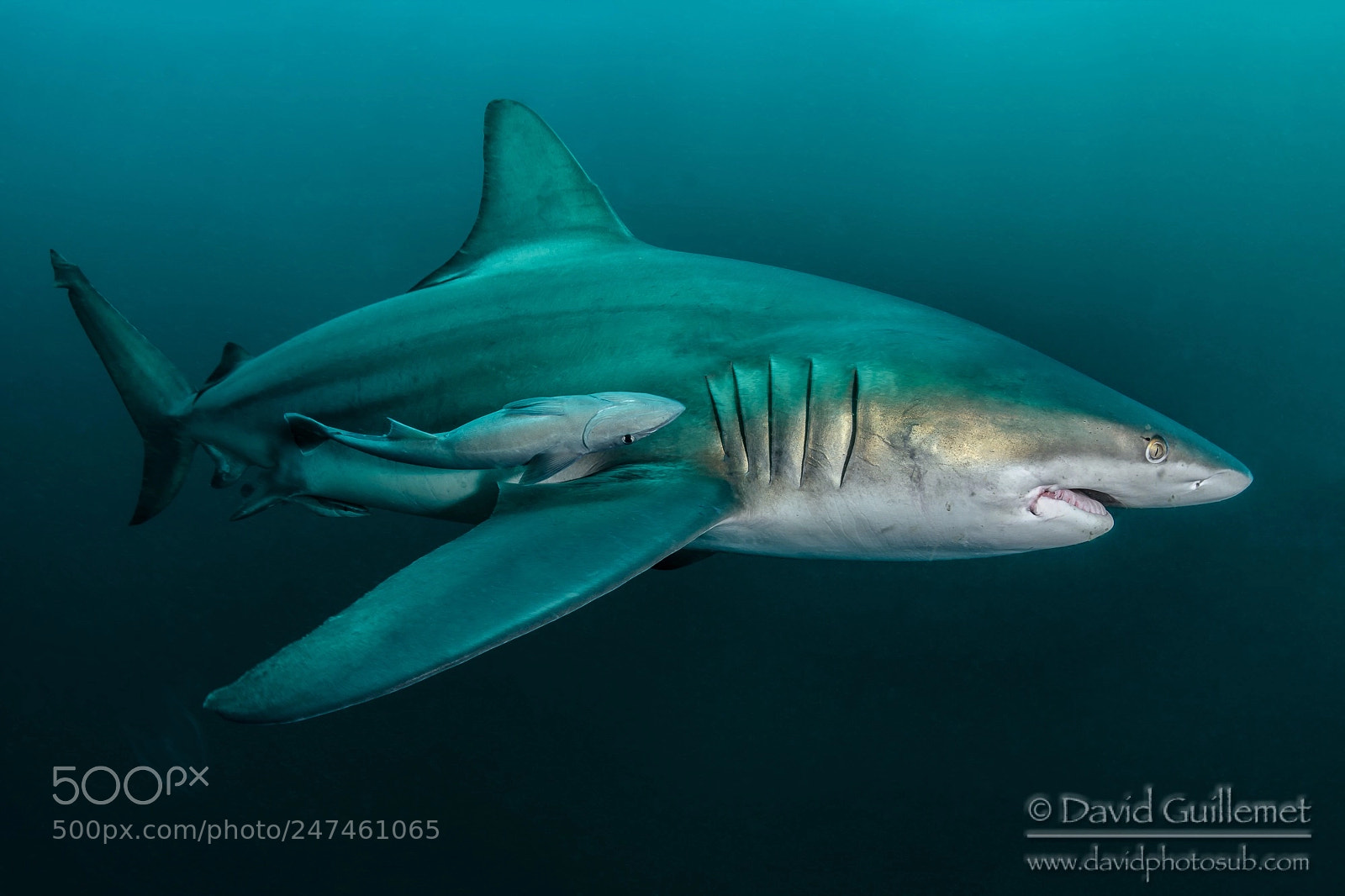 Nikon D7100 sample photo. Oceanic blacktip photography