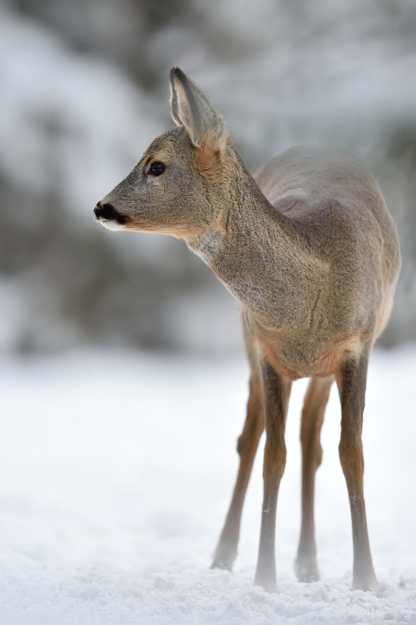 Nikon AF-S Nikkor 400mm F2.8G ED VR II sample photo. Roe deer in winter with forest background photography