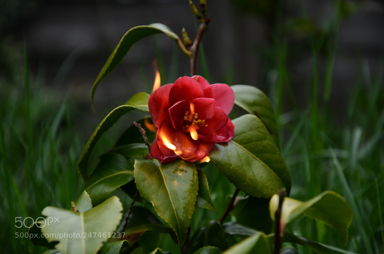 Nikon D5100 sample photo. Me photography
