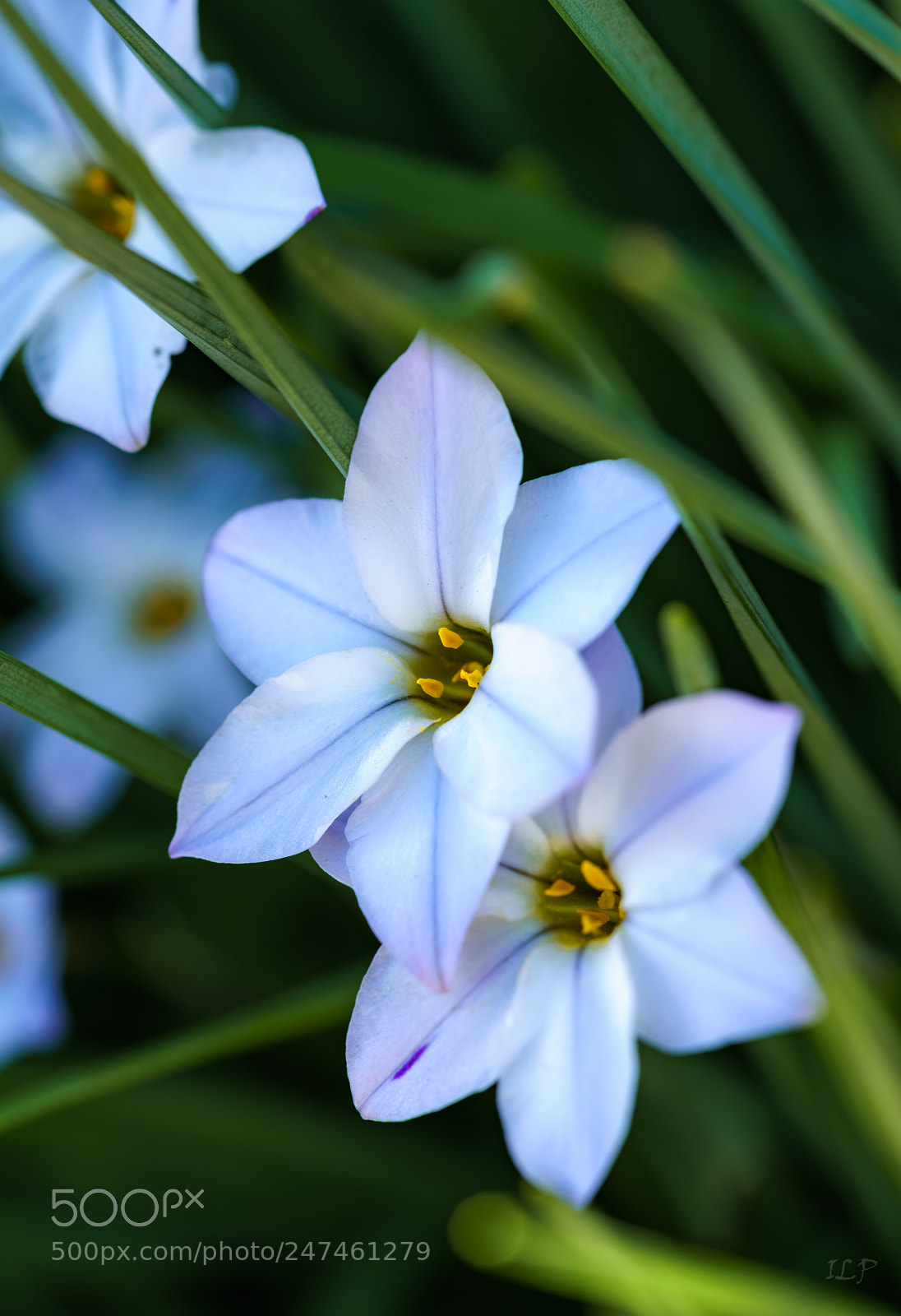 Sony a7R III sample photo. Among the grass photography